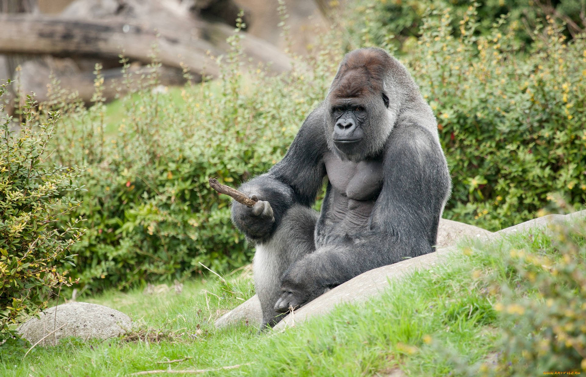 Gorilla 2048X1320 Wallpaper and Background Image