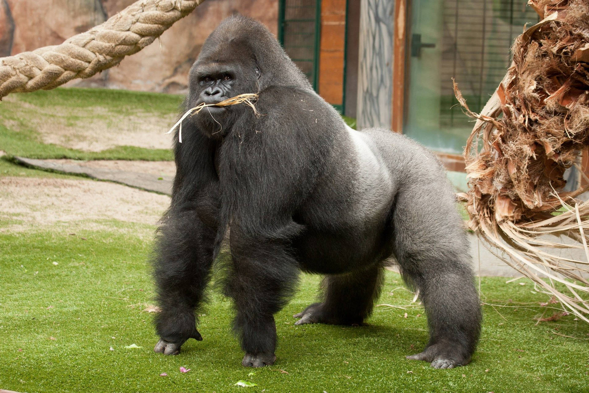 Gorilla 2048X1365 Wallpaper and Background Image