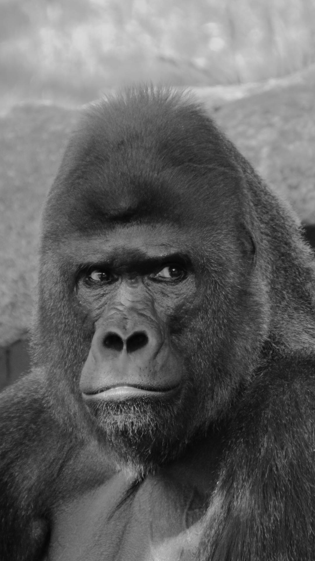 Gorilla 2052X3648 Wallpaper and Background Image
