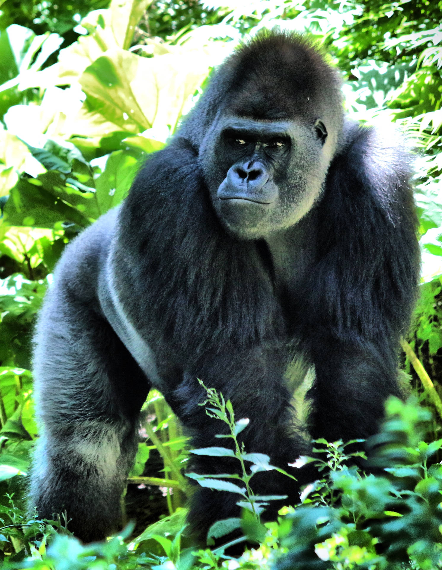 Gorilla 2386X3072 Wallpaper and Background Image
