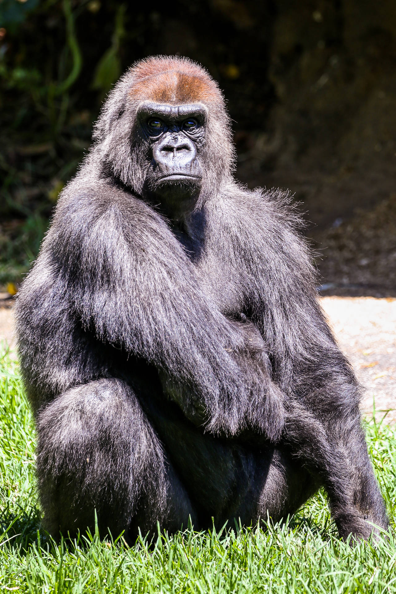 Gorilla 2517X3776 Wallpaper and Background Image