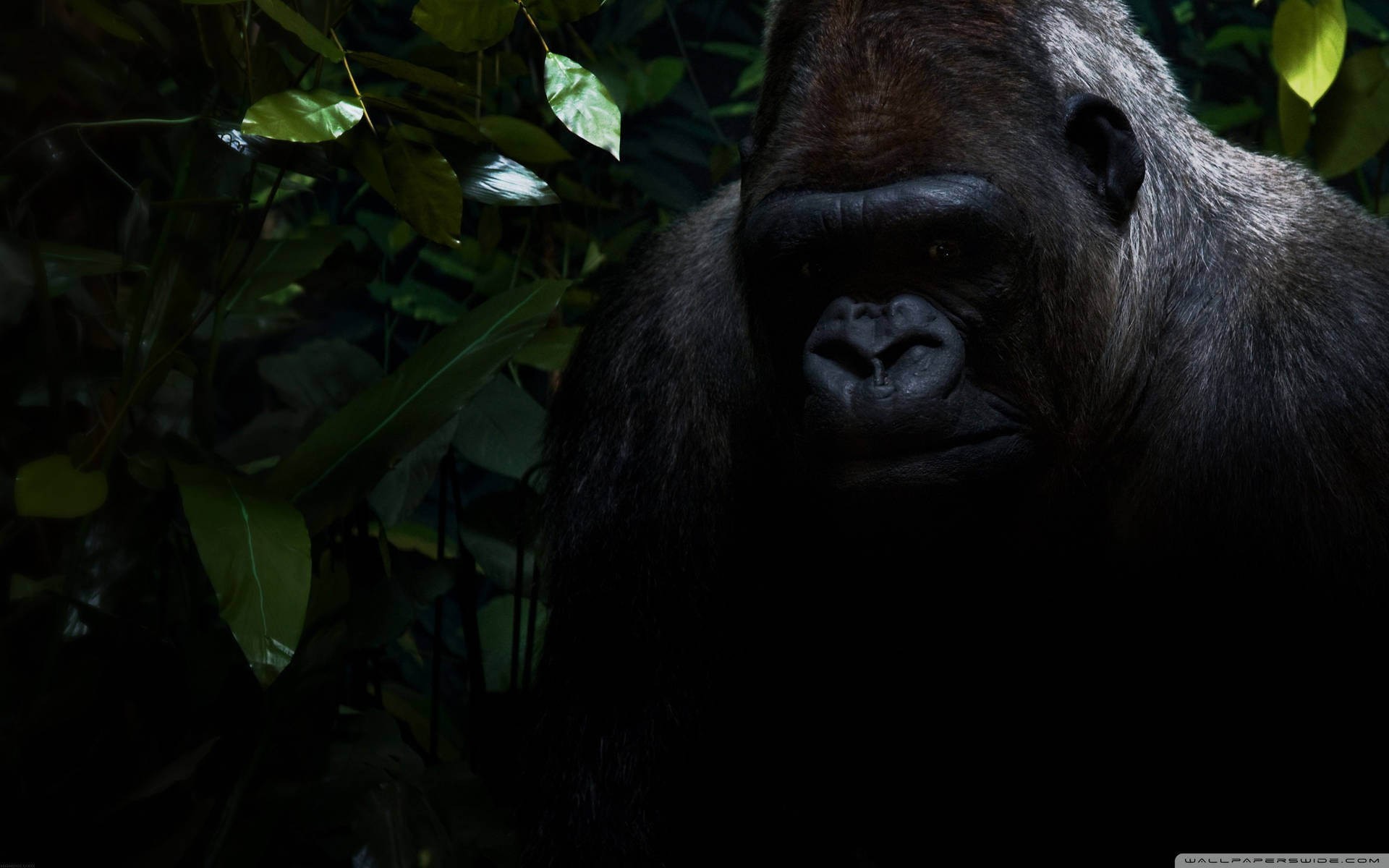Gorilla 2560X1600 Wallpaper and Background Image