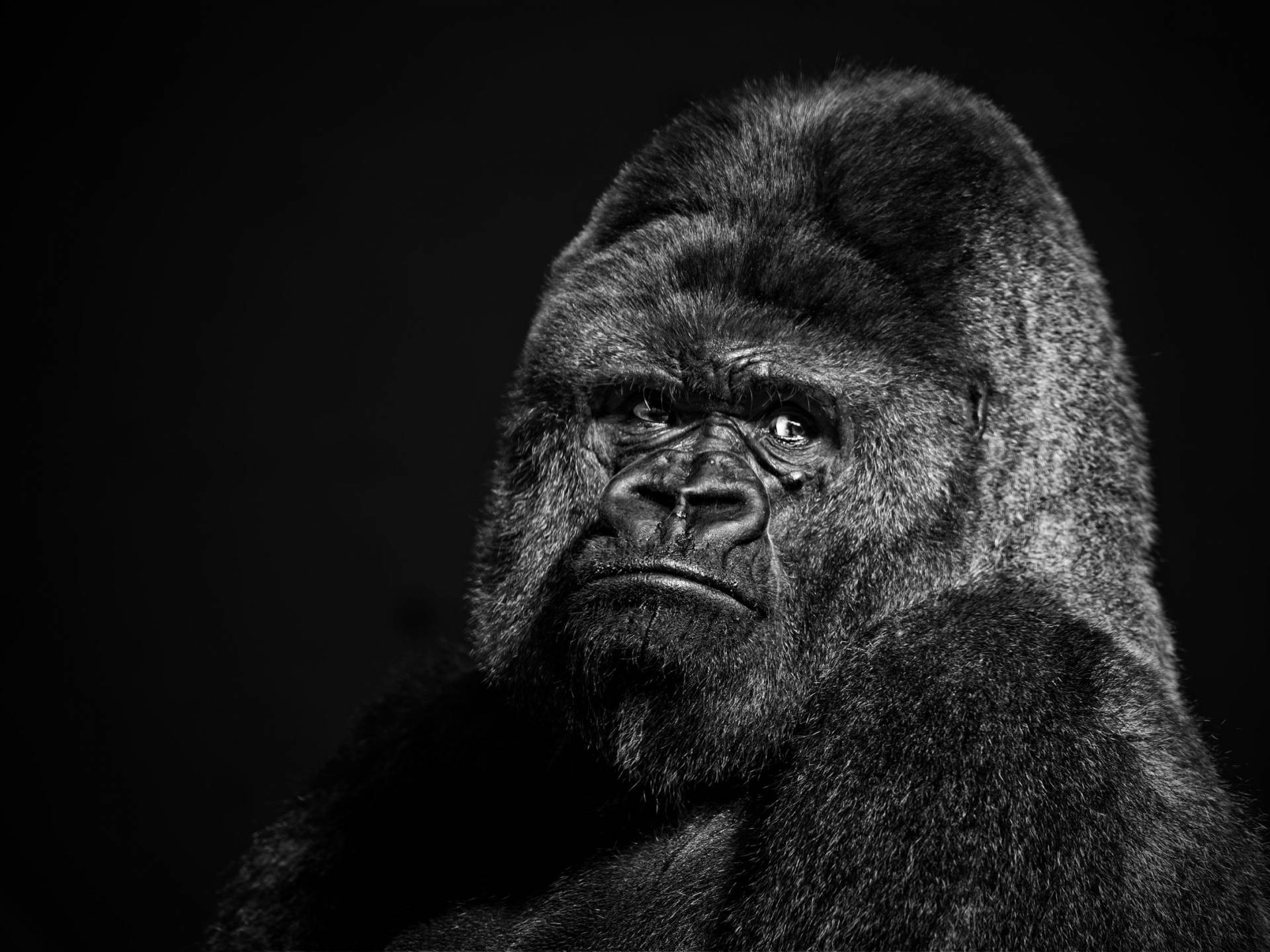 Gorilla 2560X1920 Wallpaper and Background Image