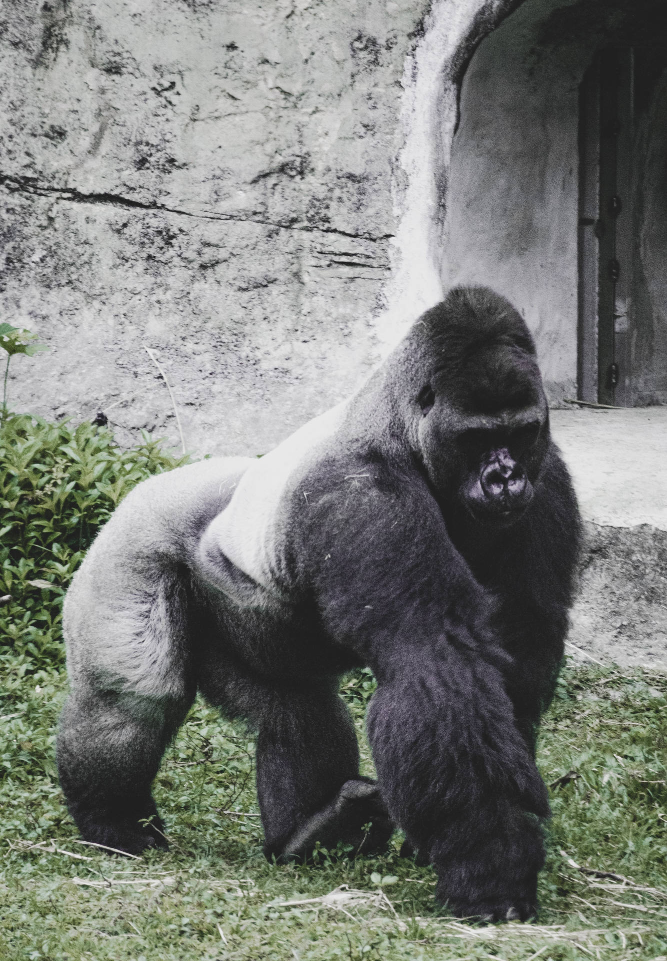 Gorilla 2617X3766 Wallpaper and Background Image