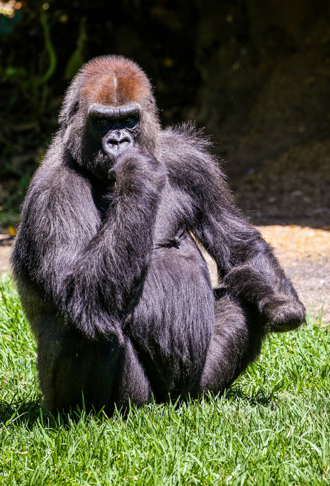 Gorilla 2830X4159 Wallpaper and Background Image