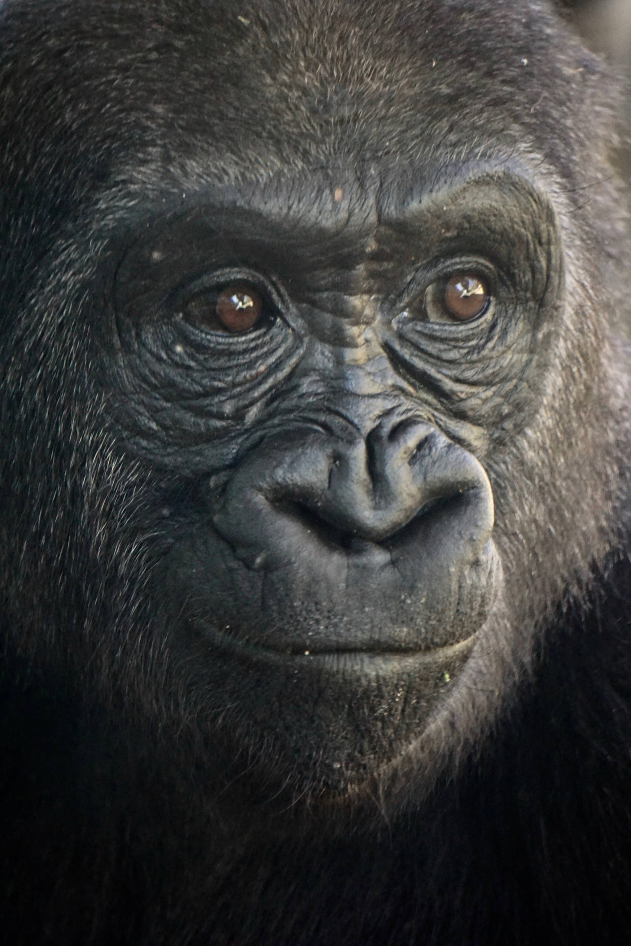 Gorilla 2832X4240 Wallpaper and Background Image