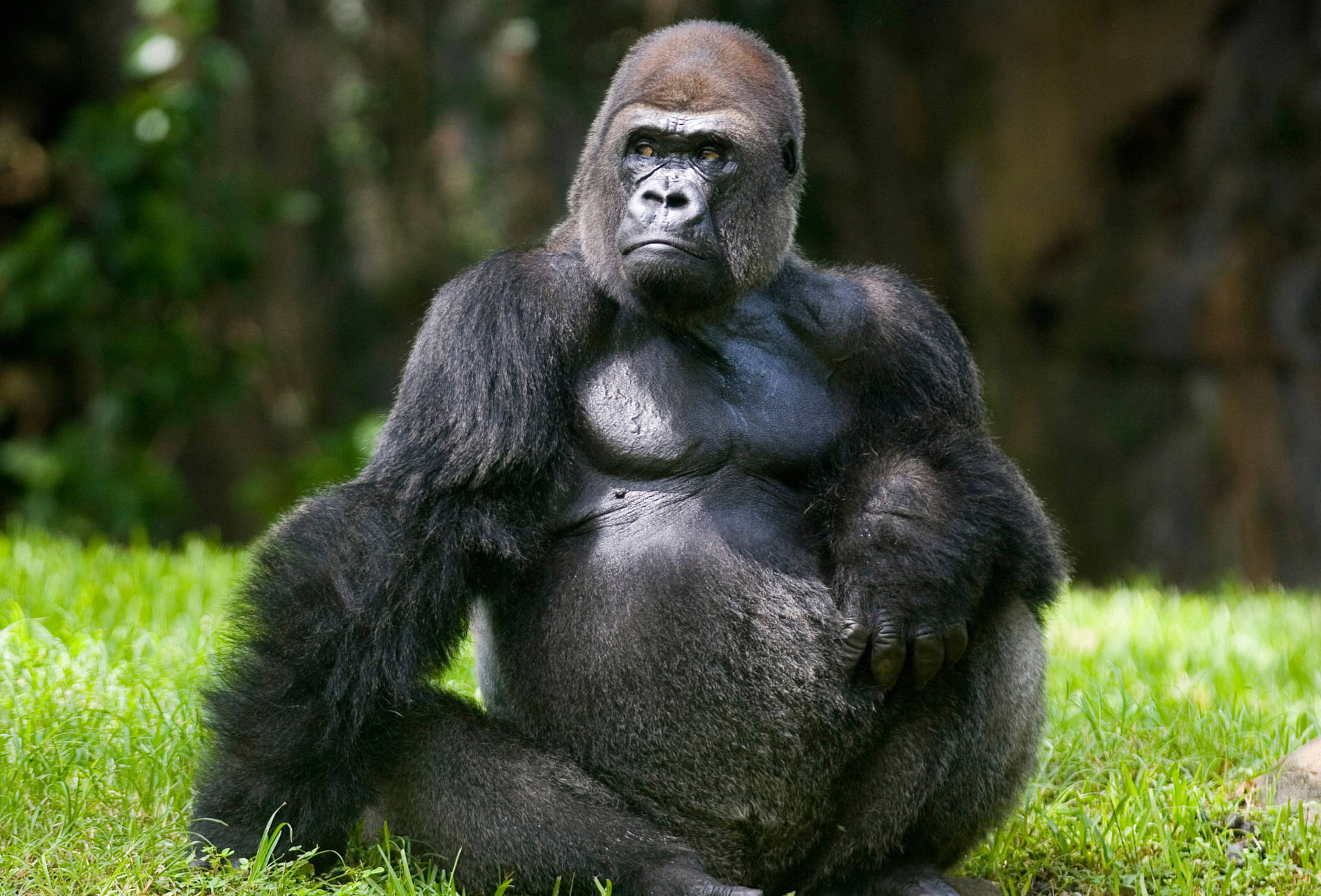 Gorilla 3000X2036 Wallpaper and Background Image