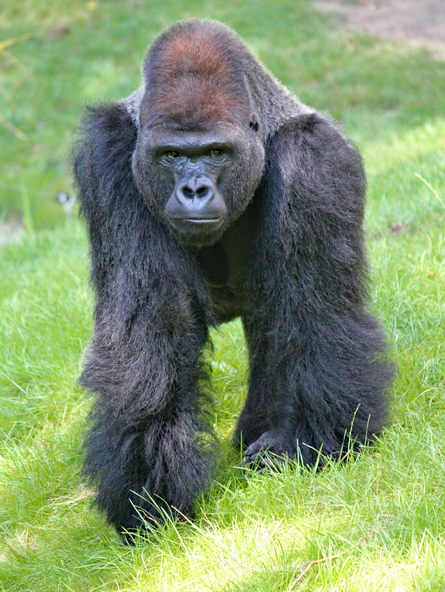Gorilla 3408X4537 Wallpaper and Background Image