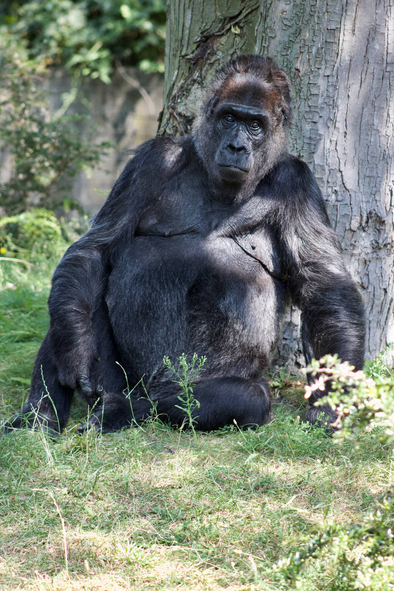 Gorilla 3456X5184 Wallpaper and Background Image