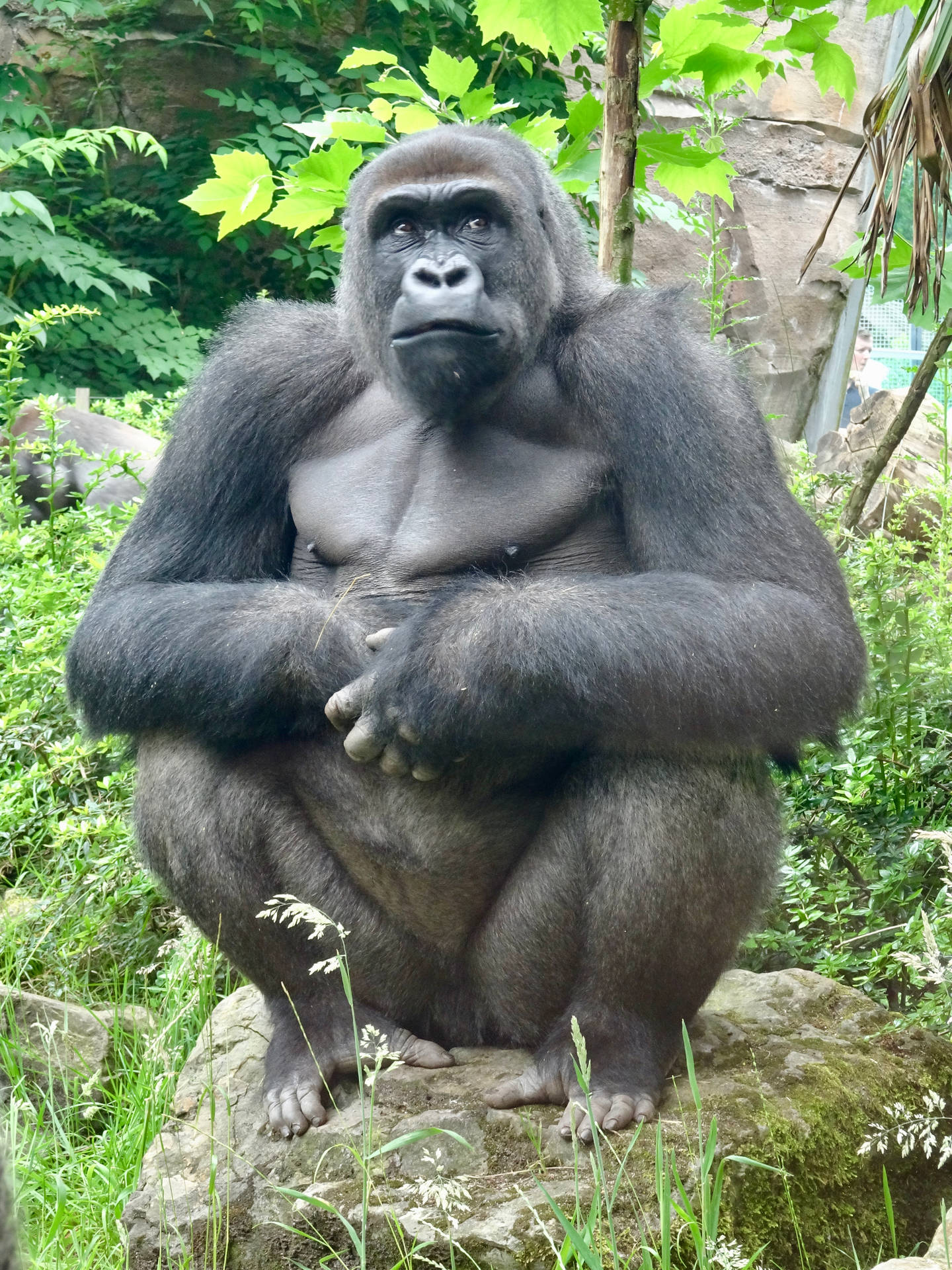 Gorilla 3672X4896 Wallpaper and Background Image