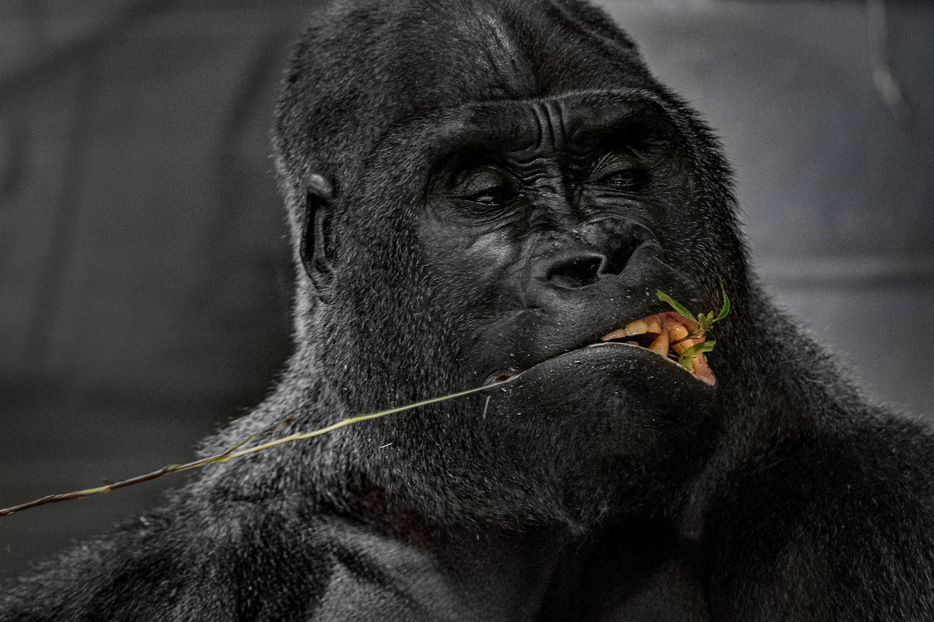 Gorilla 3936X2624 Wallpaper and Background Image