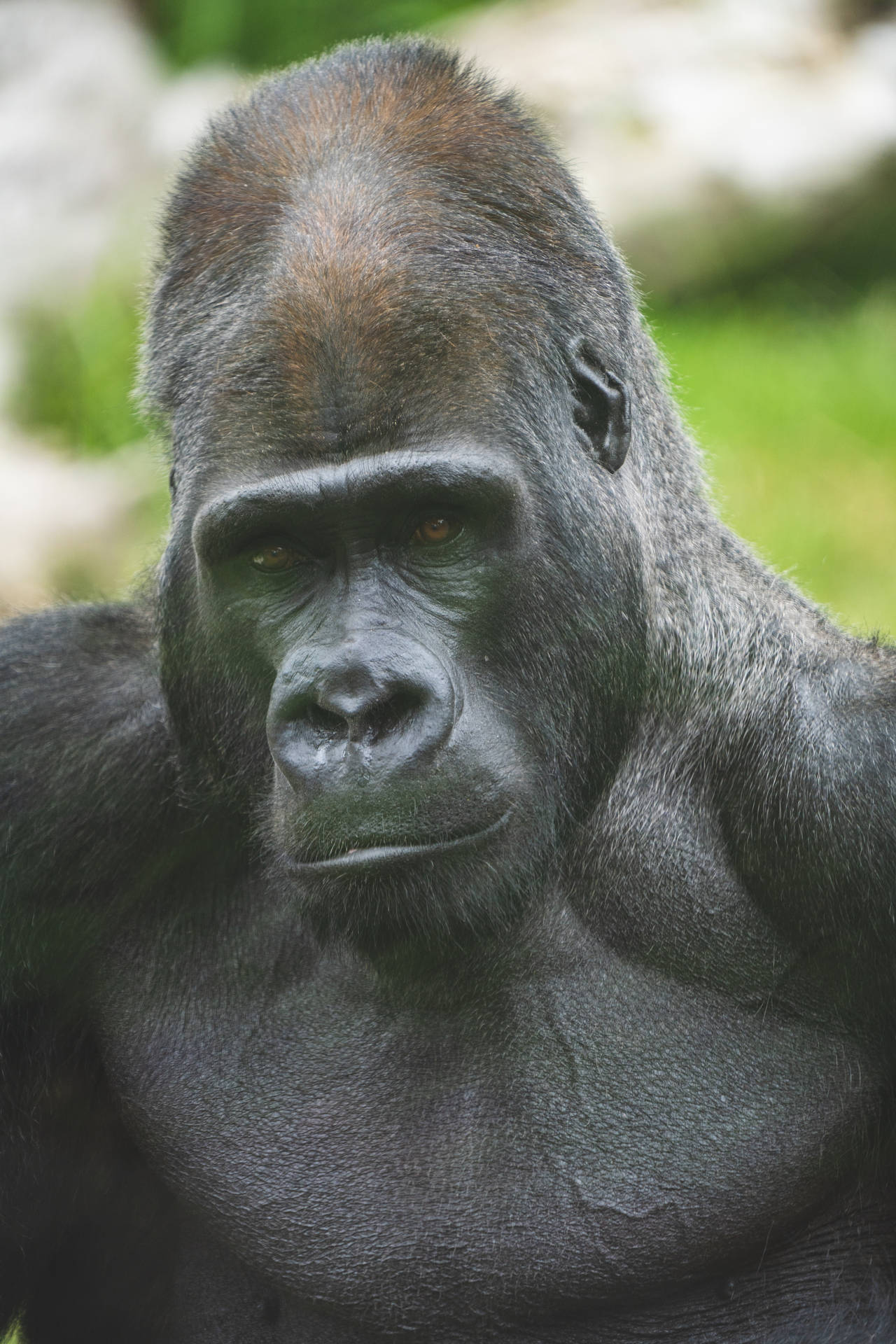 Gorilla 4000X6000 Wallpaper and Background Image