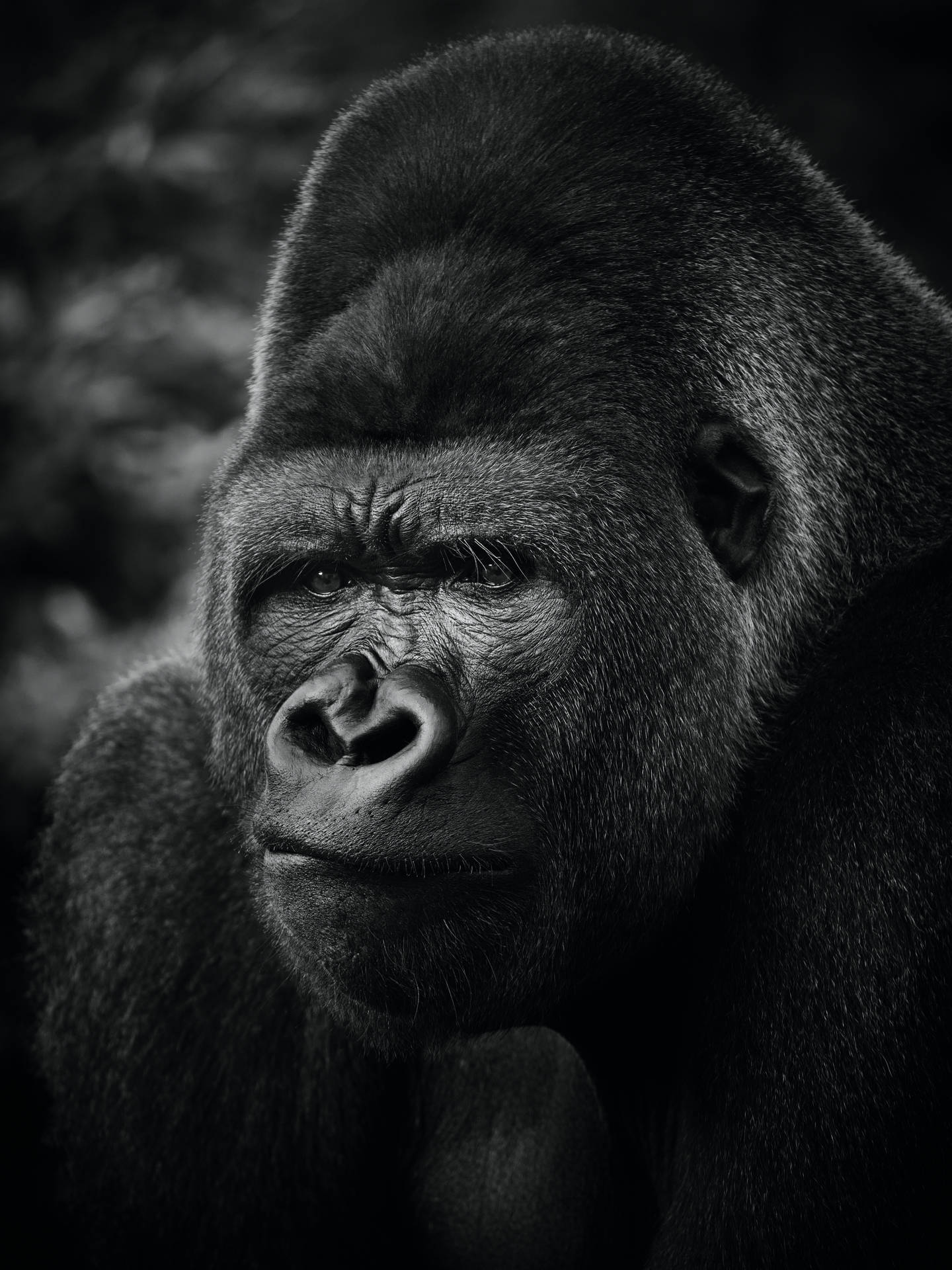 Gorilla 4160X5547 Wallpaper and Background Image