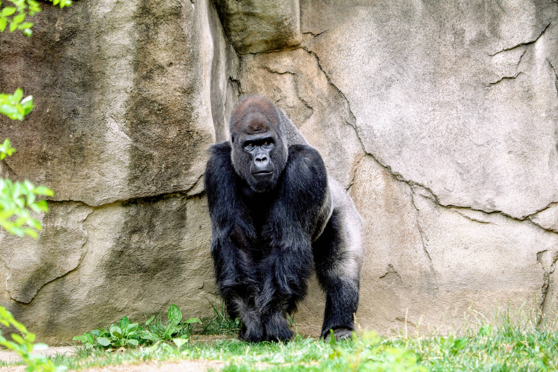 Gorilla 4898X3265 Wallpaper and Background Image