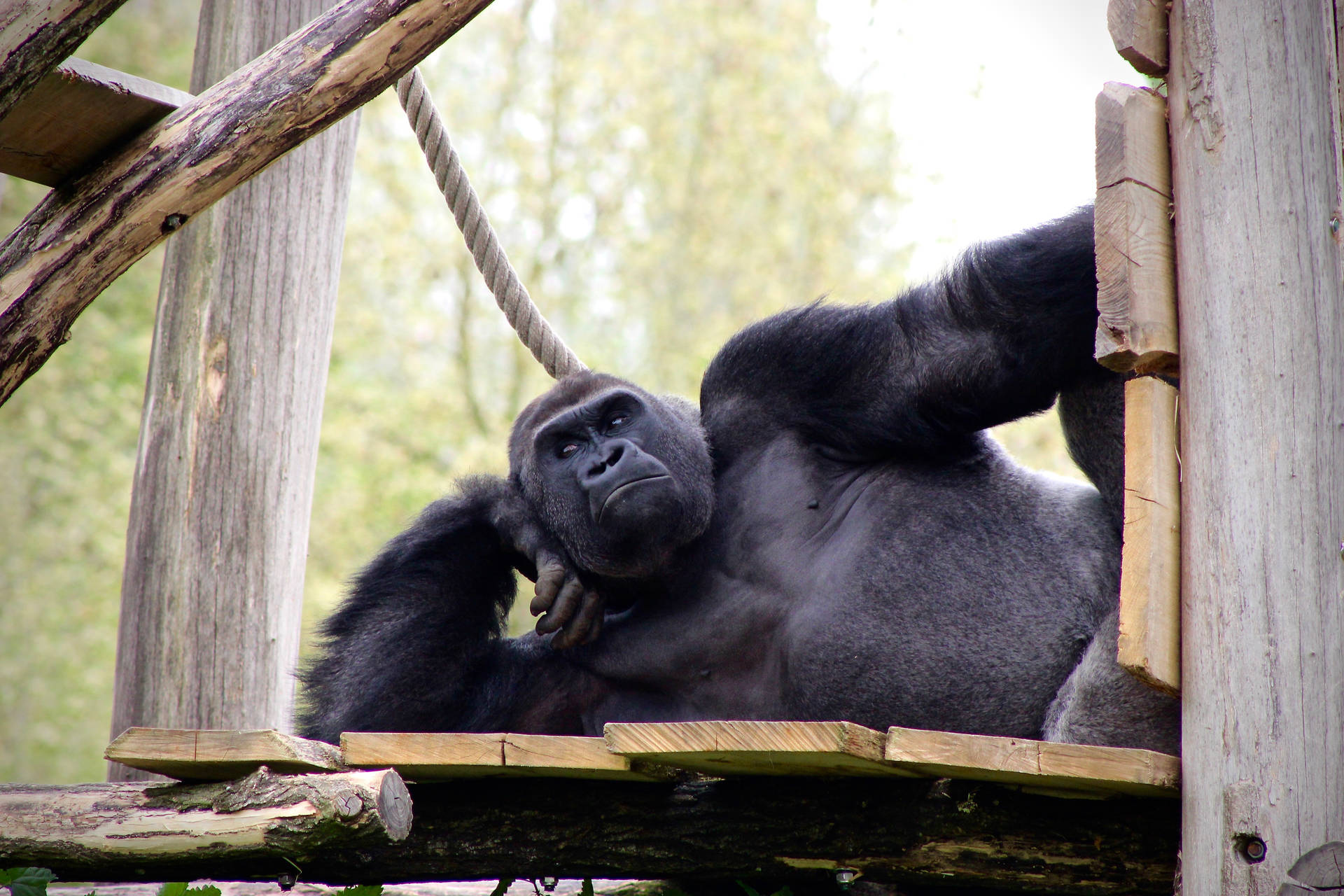 Gorilla 5184X3456 Wallpaper and Background Image