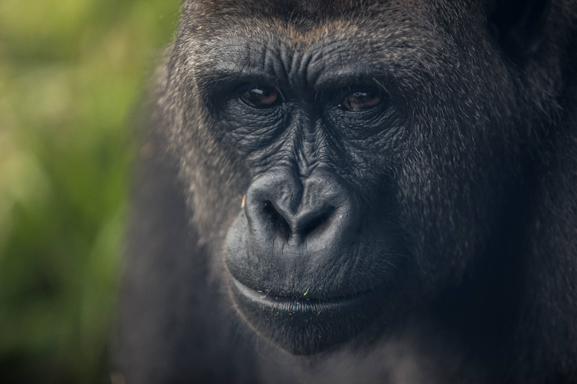 Gorilla 5472X3648 Wallpaper and Background Image