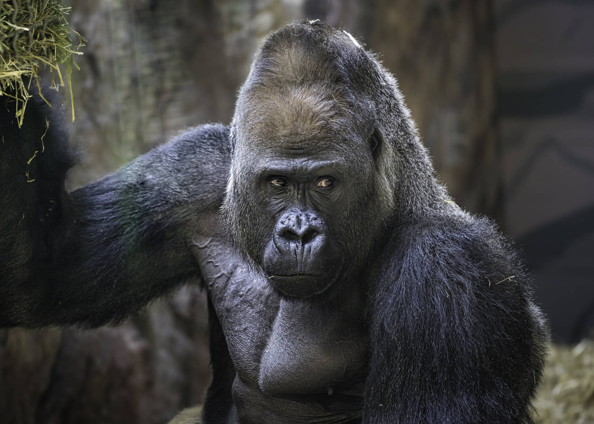 Gorilla 5600X4000 Wallpaper and Background Image