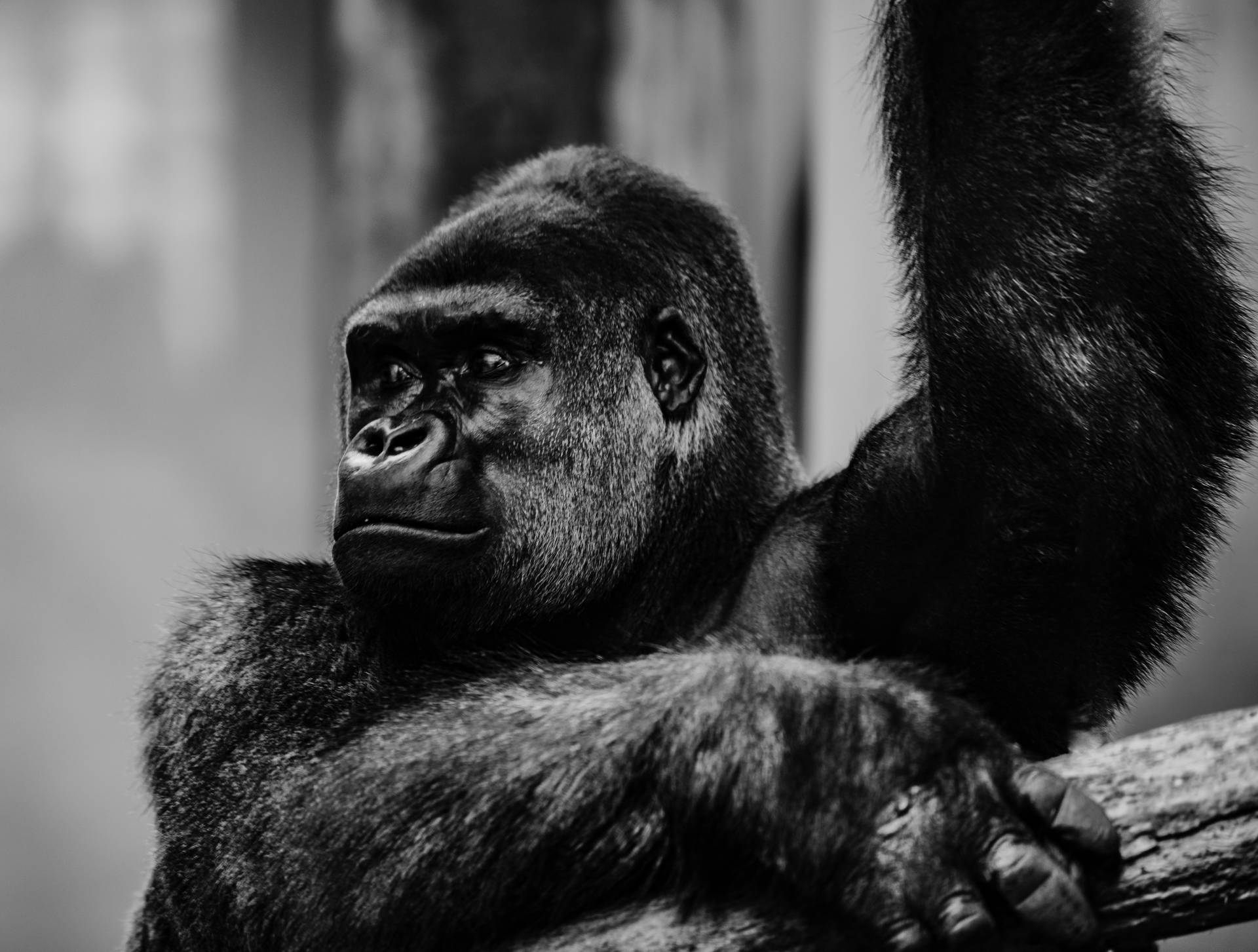 Gorilla 6228X4713 Wallpaper and Background Image