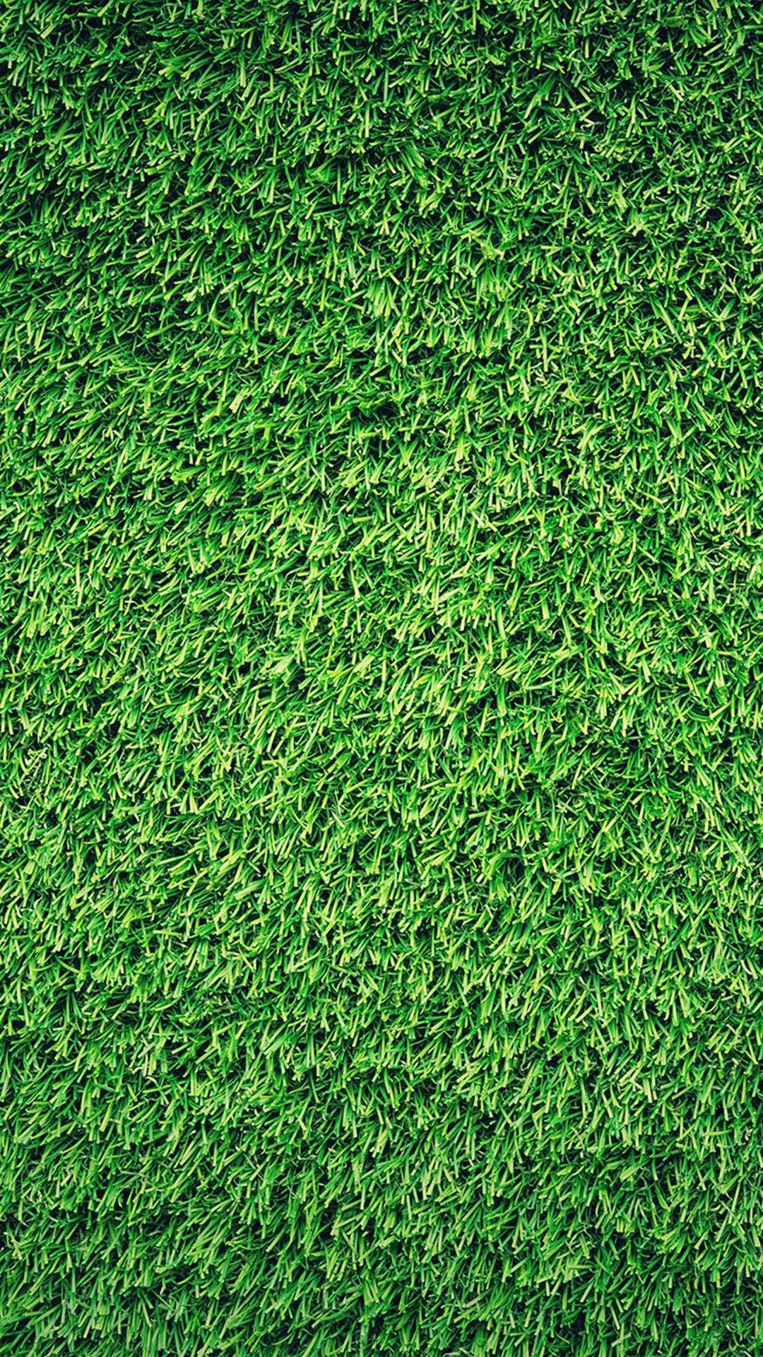 Grass 1080X1920 Wallpaper and Background Image