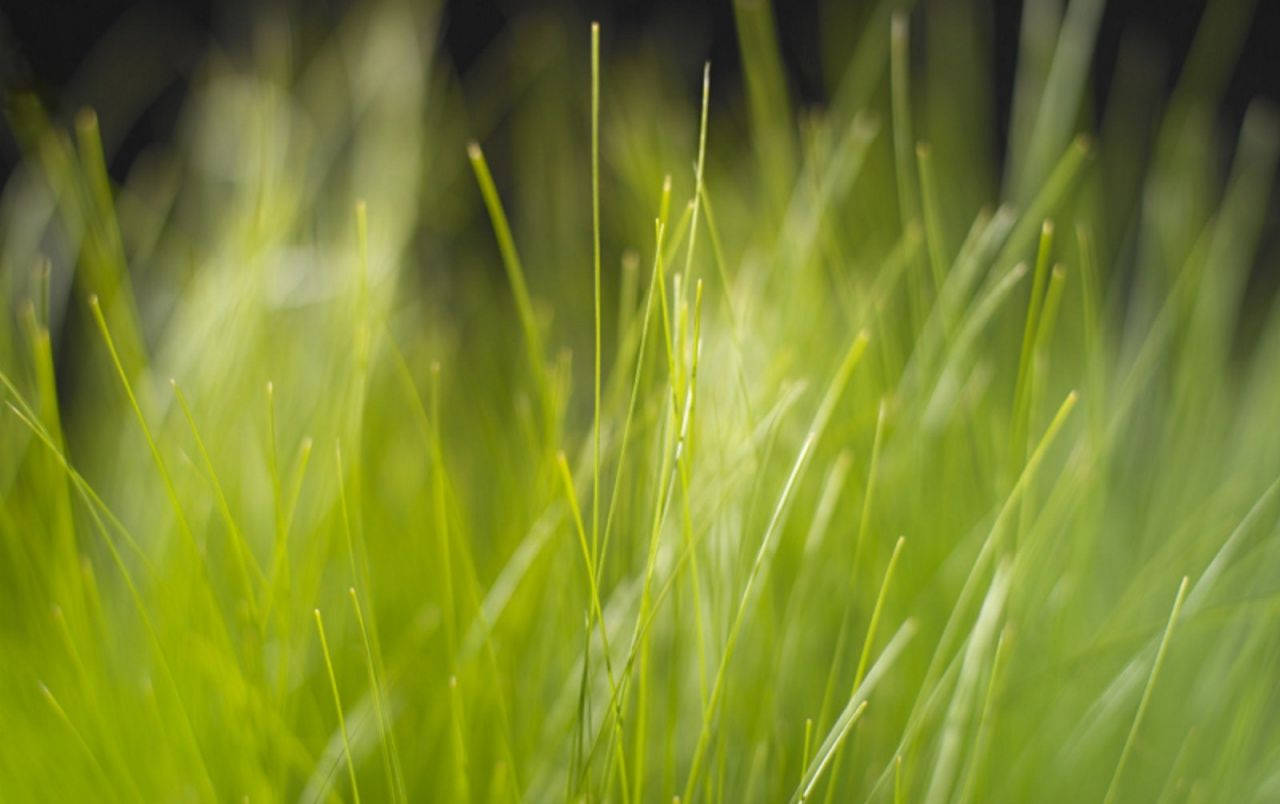 Grass 1280X804 Wallpaper and Background Image