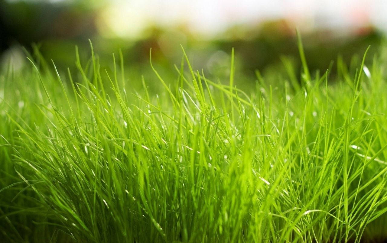 1280X804 Grass Wallpaper and Background