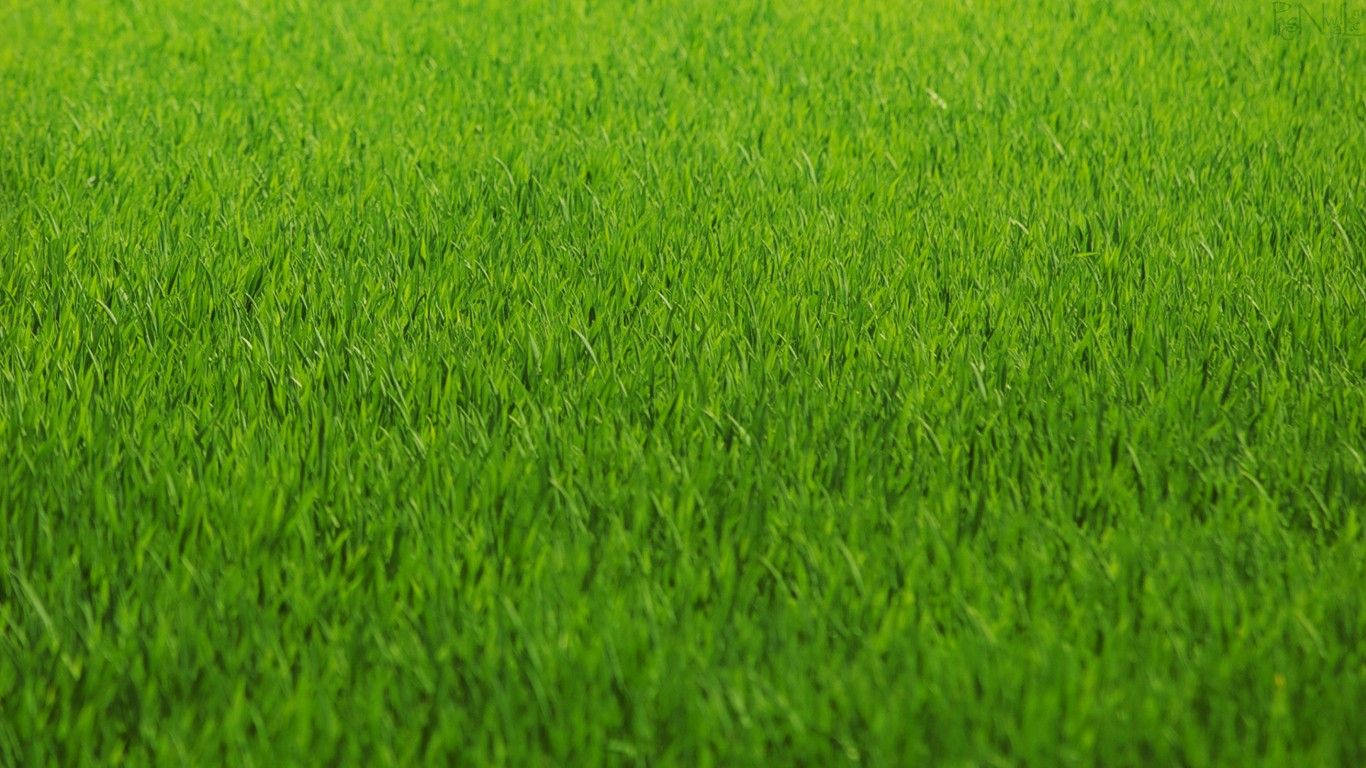 Grass 1366X768 Wallpaper and Background Image