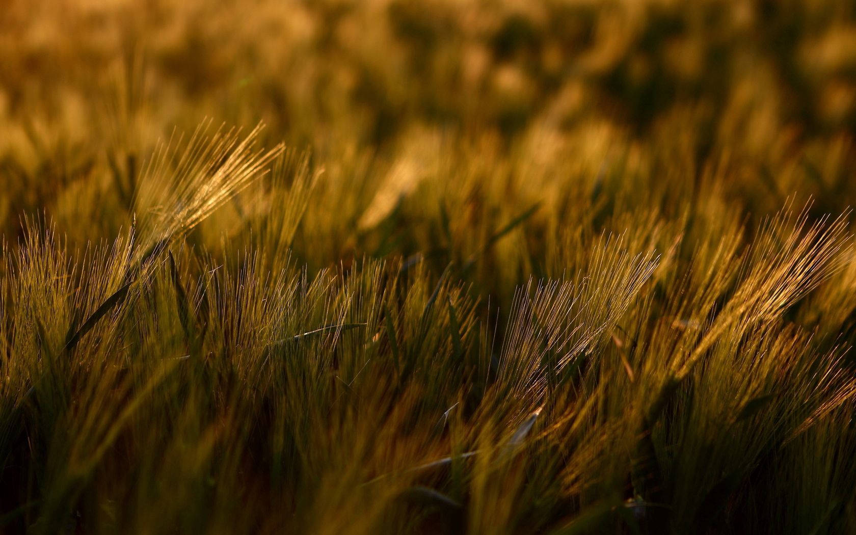 Grass 1680X1050 Wallpaper and Background Image