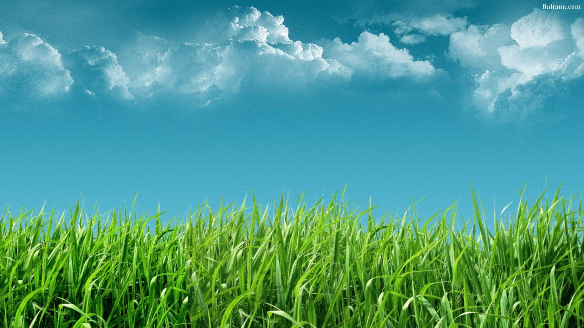 1920X1080 Grass Wallpaper and Background