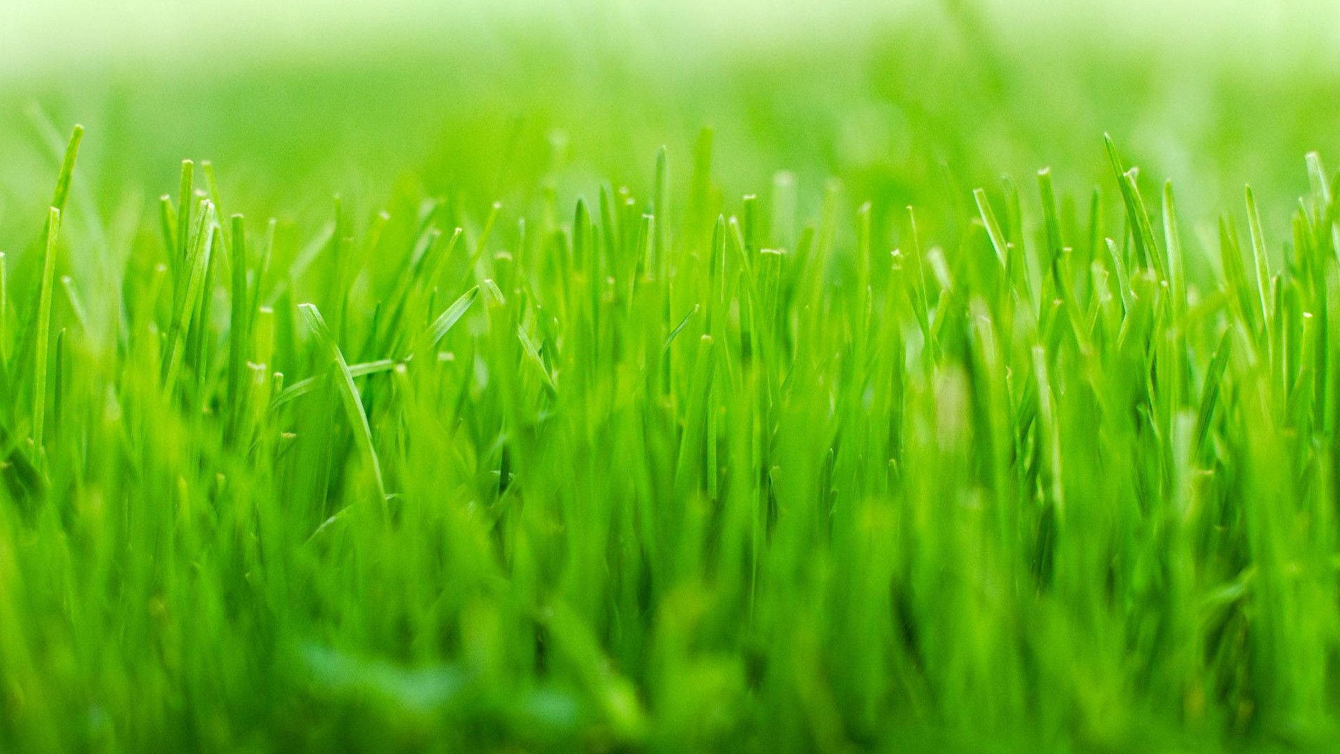 1920X1080 Grass Wallpaper and Background