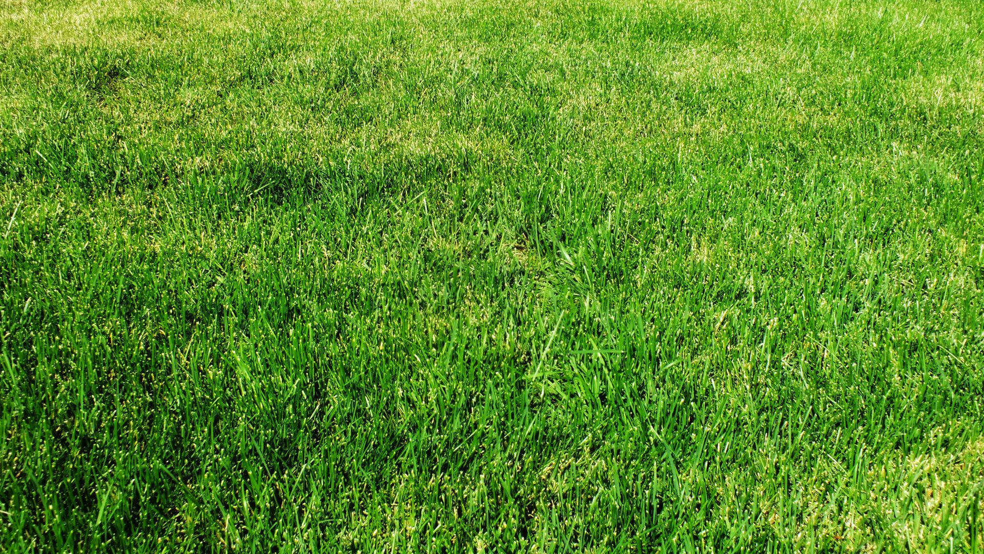 Grass 1920X1080 Wallpaper and Background Image