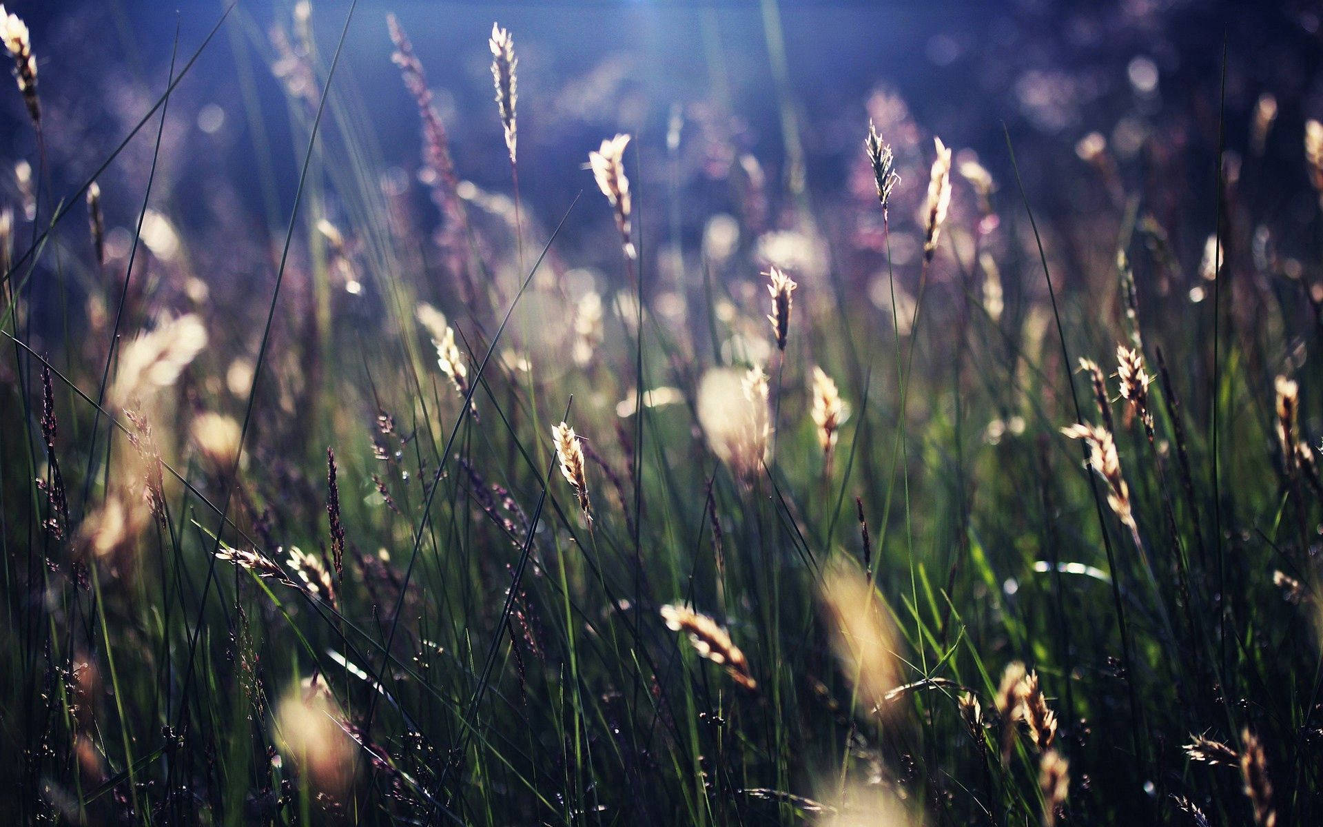 Grass 1920X1200 Wallpaper and Background Image