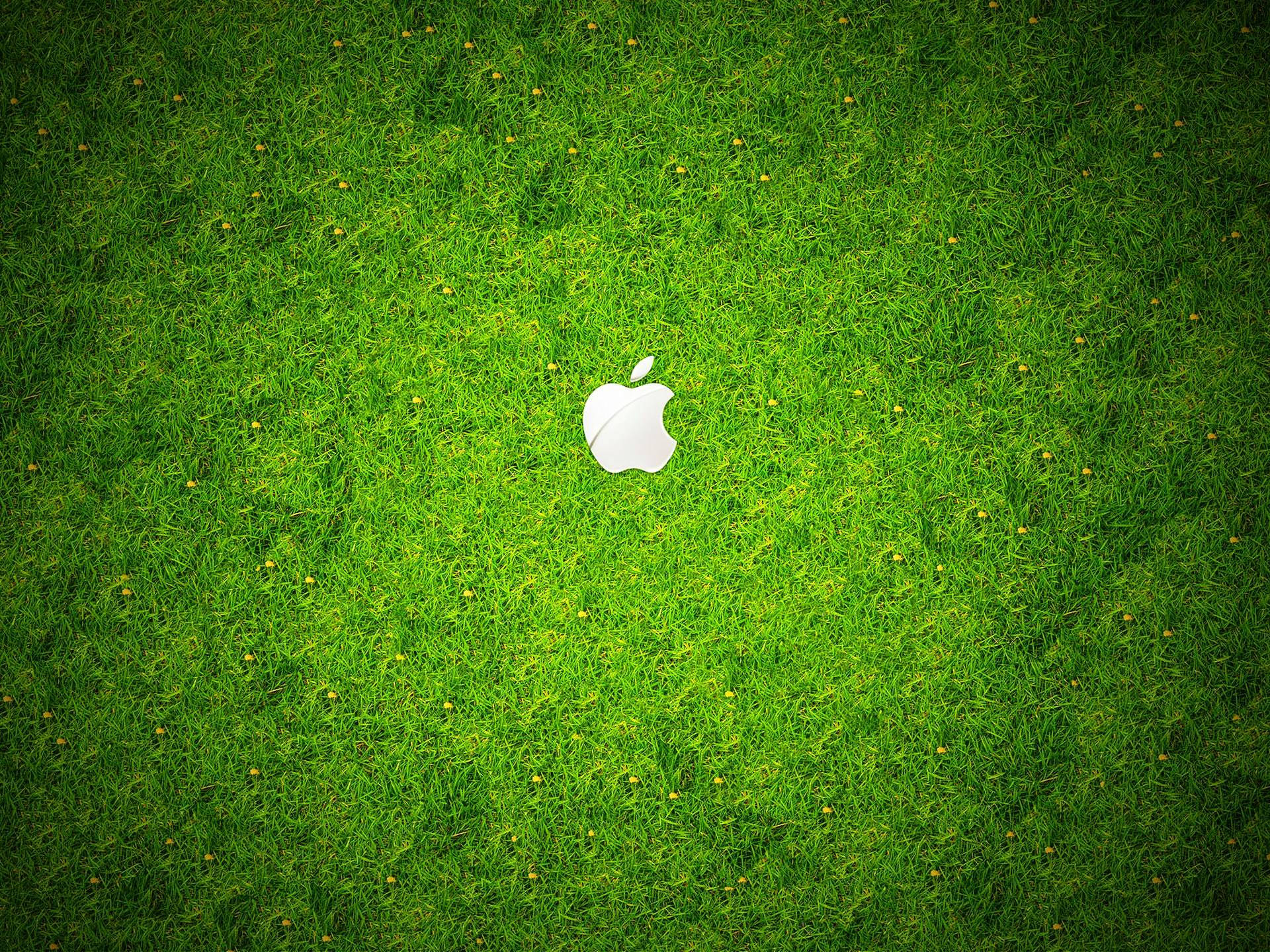 Grass 1920X1440 Wallpaper and Background Image