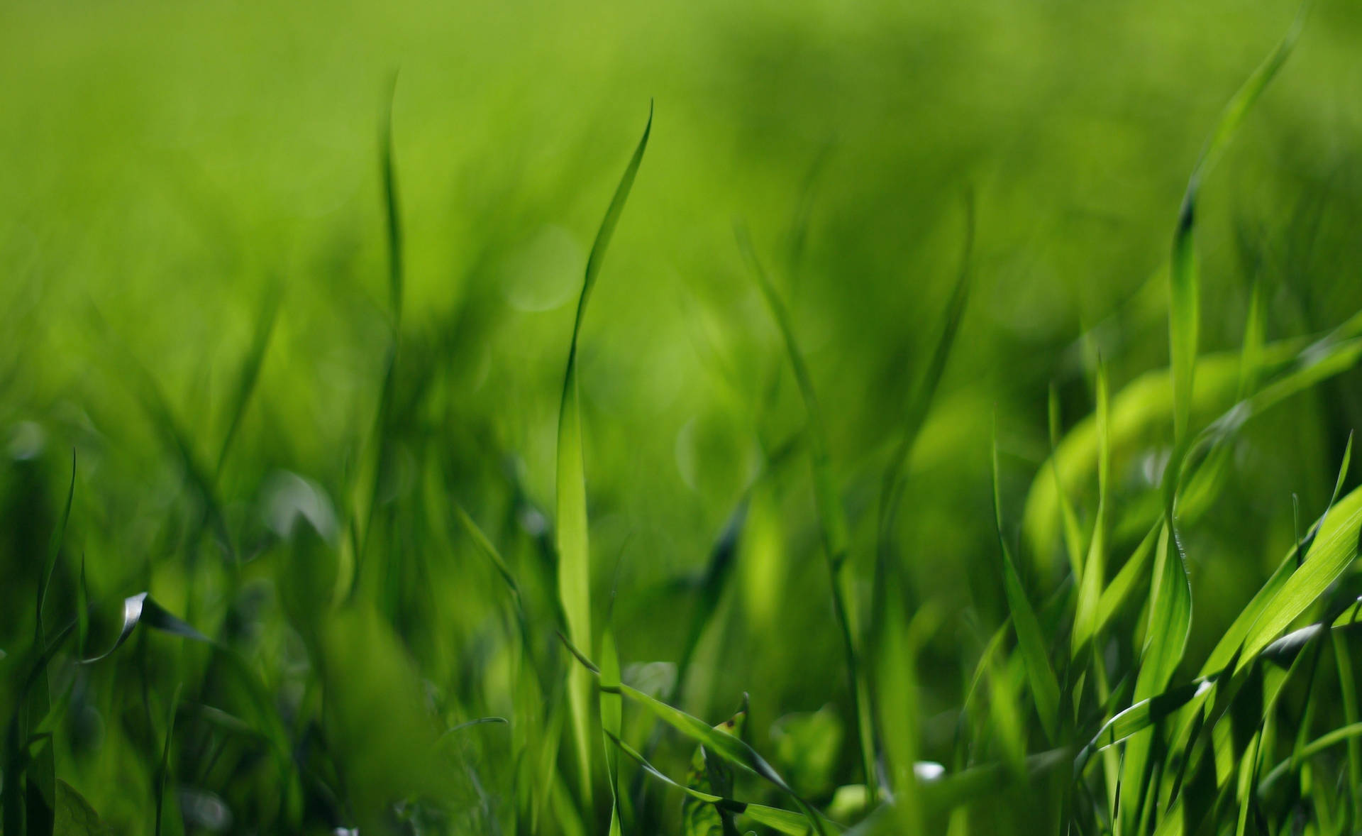 Grass 2560X1570 Wallpaper and Background Image
