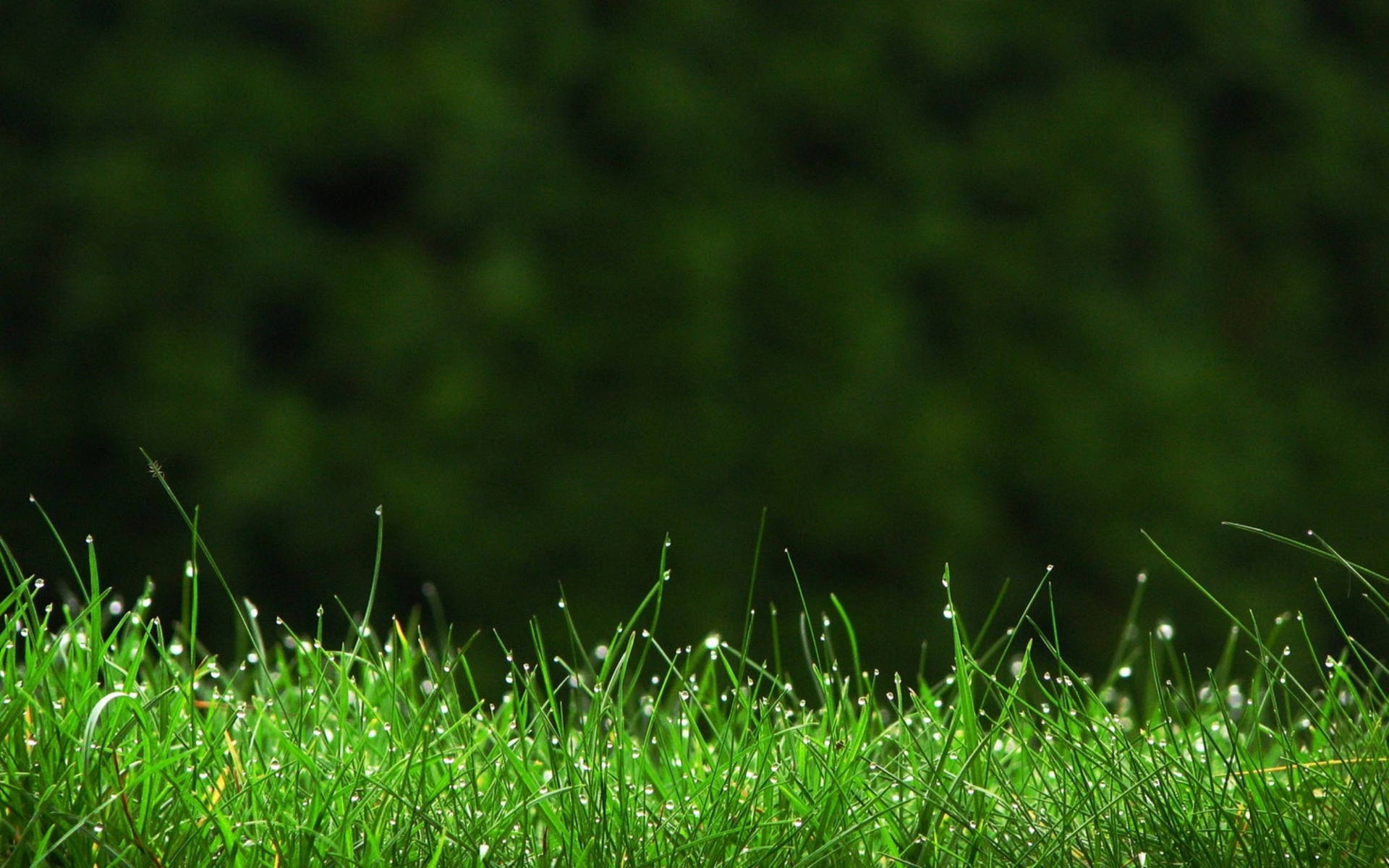 Grass 2560X1600 Wallpaper and Background Image