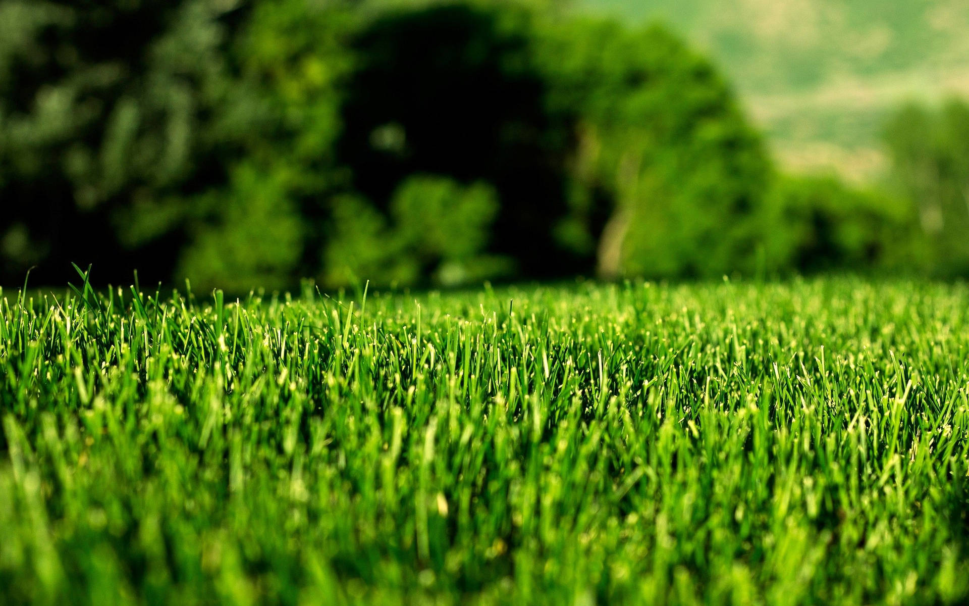 Grass 2560X1600 Wallpaper and Background Image