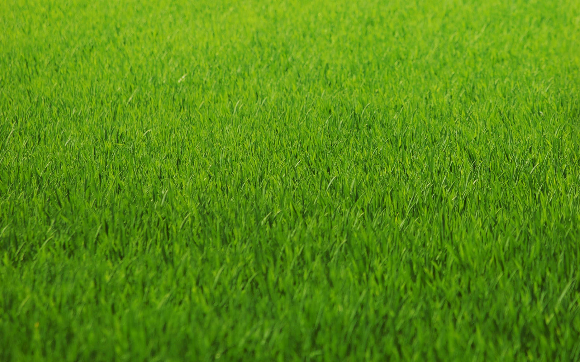 2560X1600 Grass Wallpaper and Background