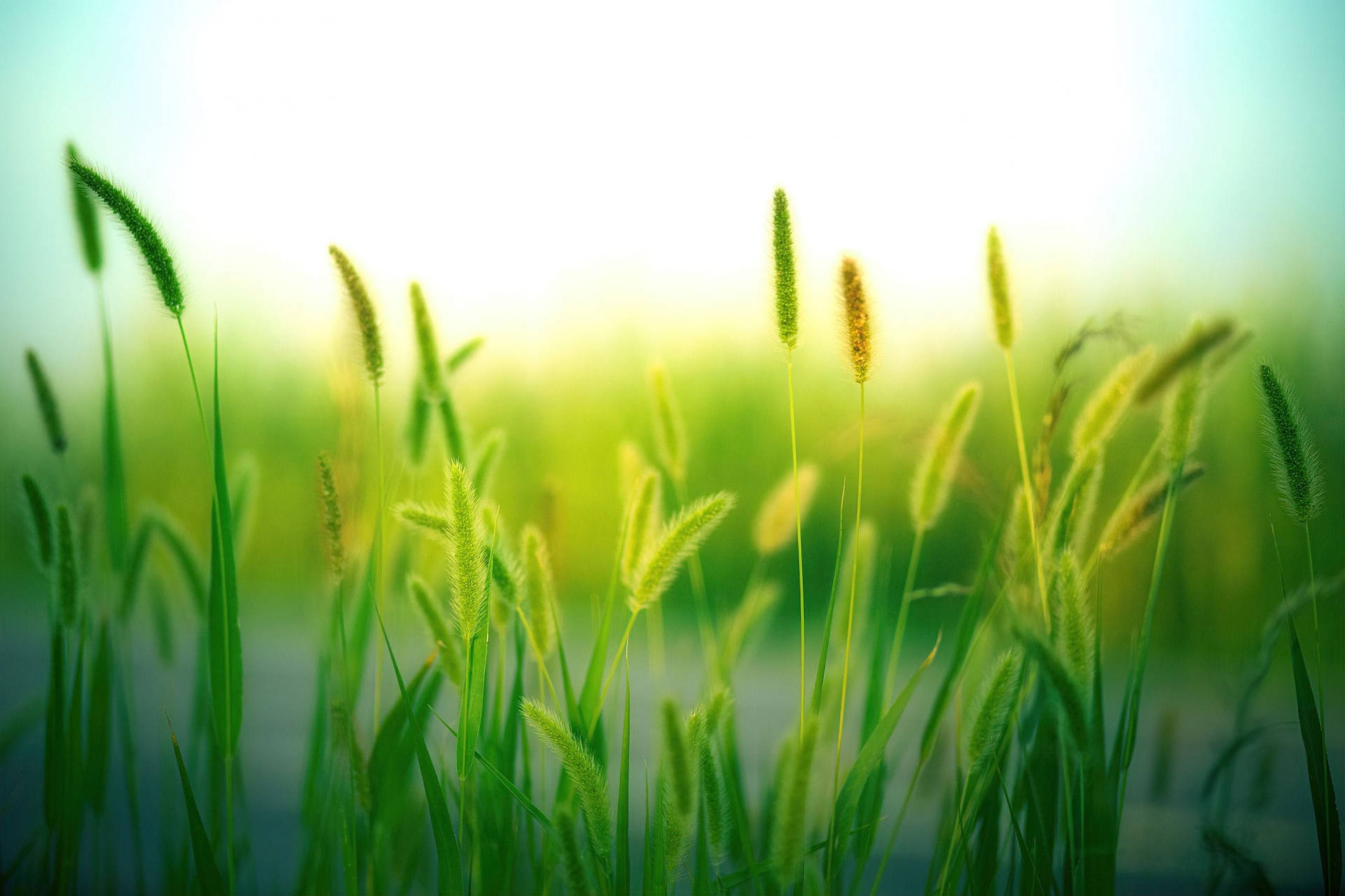2560X1707 Grass Wallpaper and Background