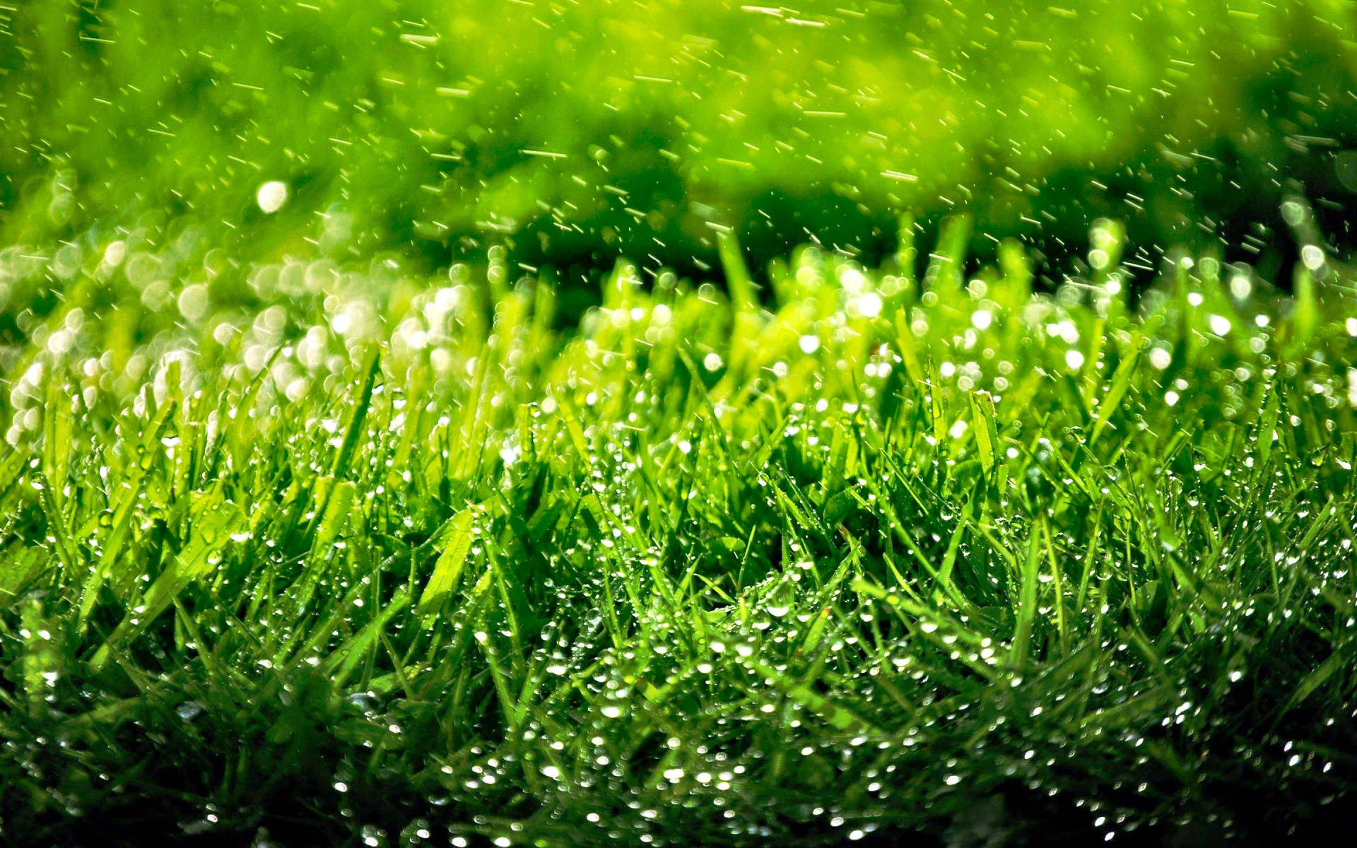 3040X1900 Grass Wallpaper and Background