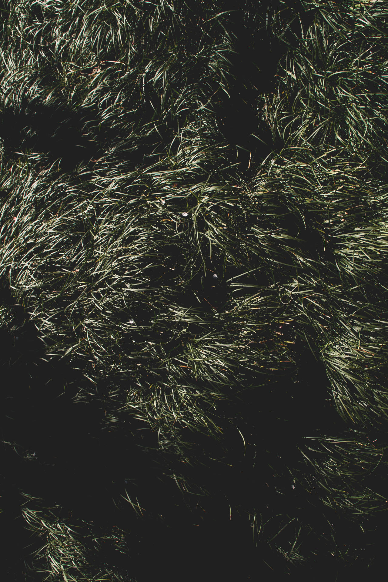 3648X5472 Grass Wallpaper and Background