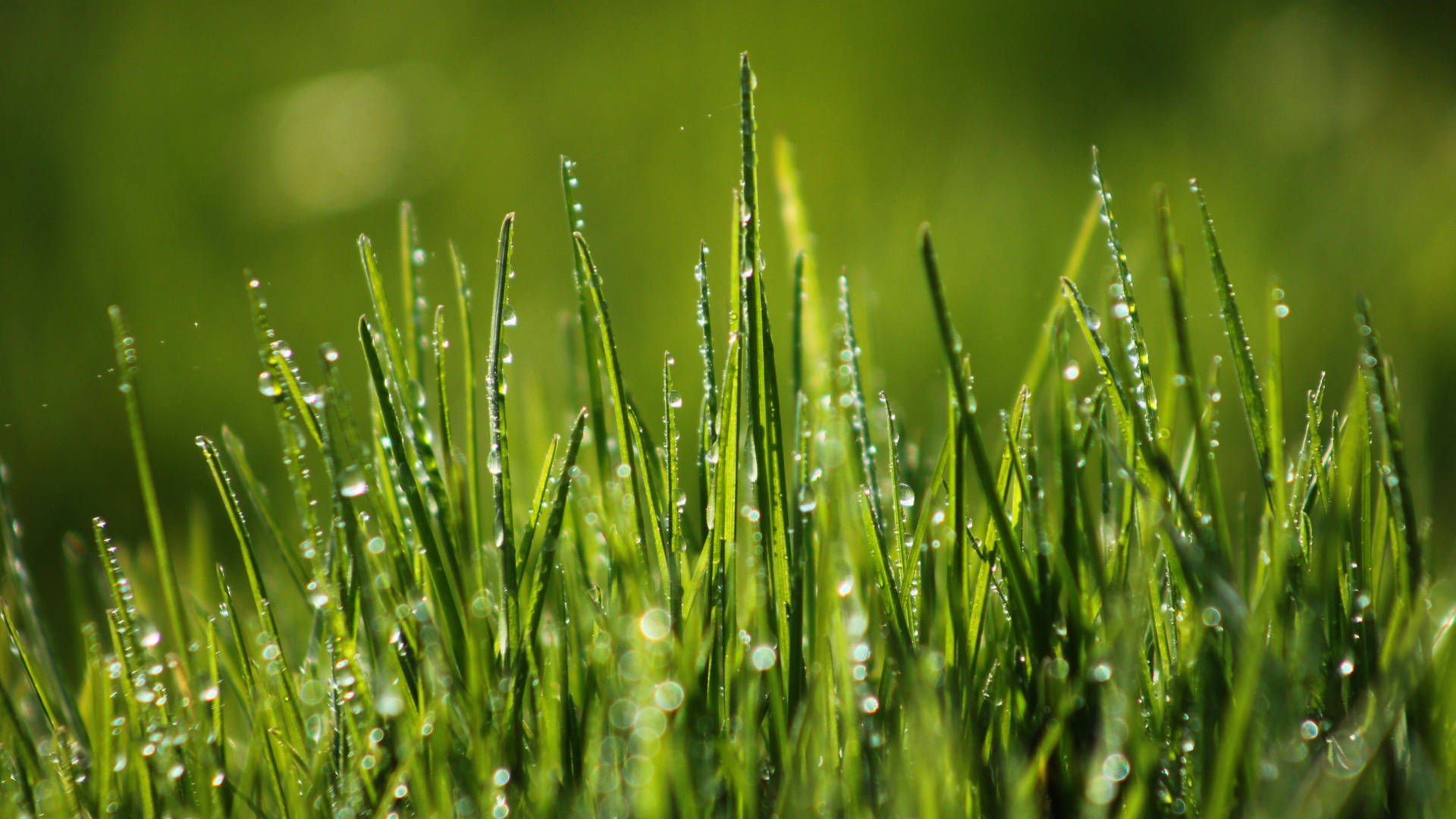 Grass 3840X2160 Wallpaper and Background Image
