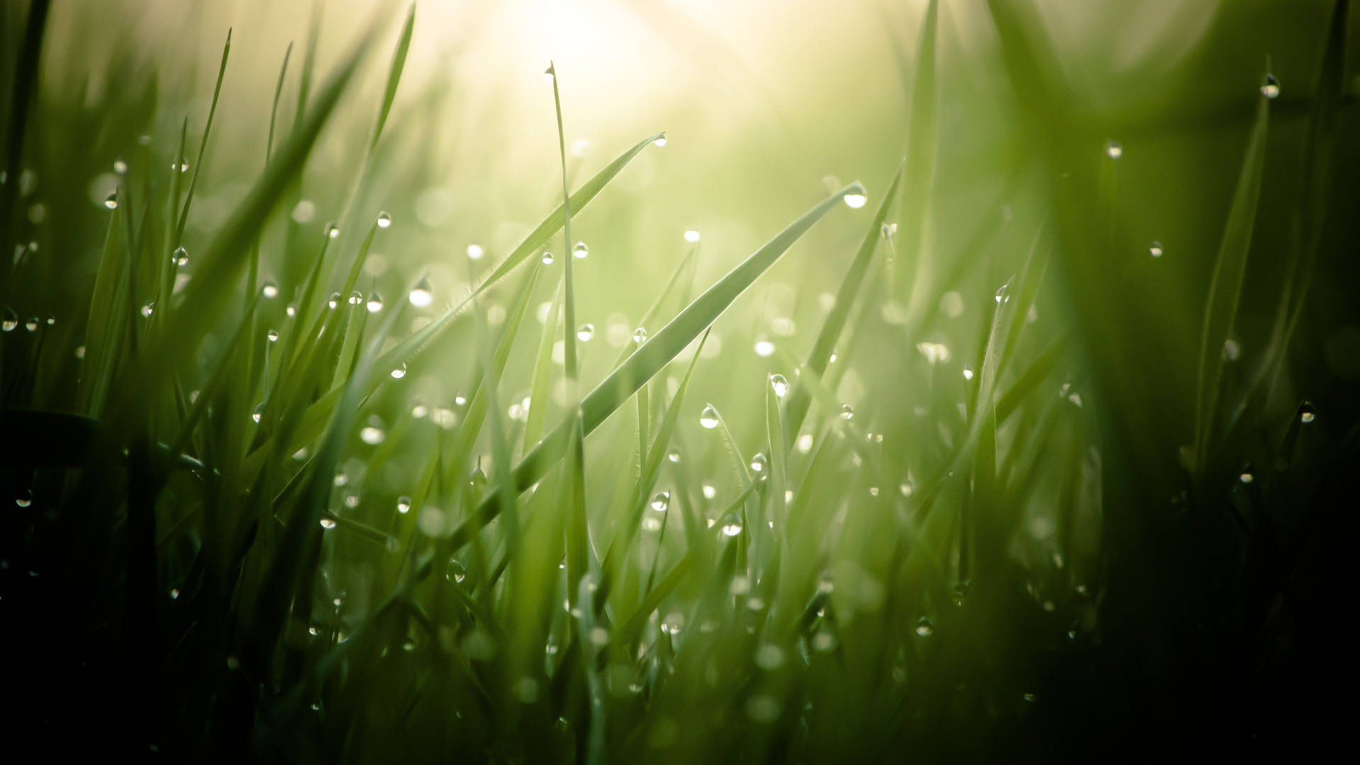 3840X2160 Grass Wallpaper and Background