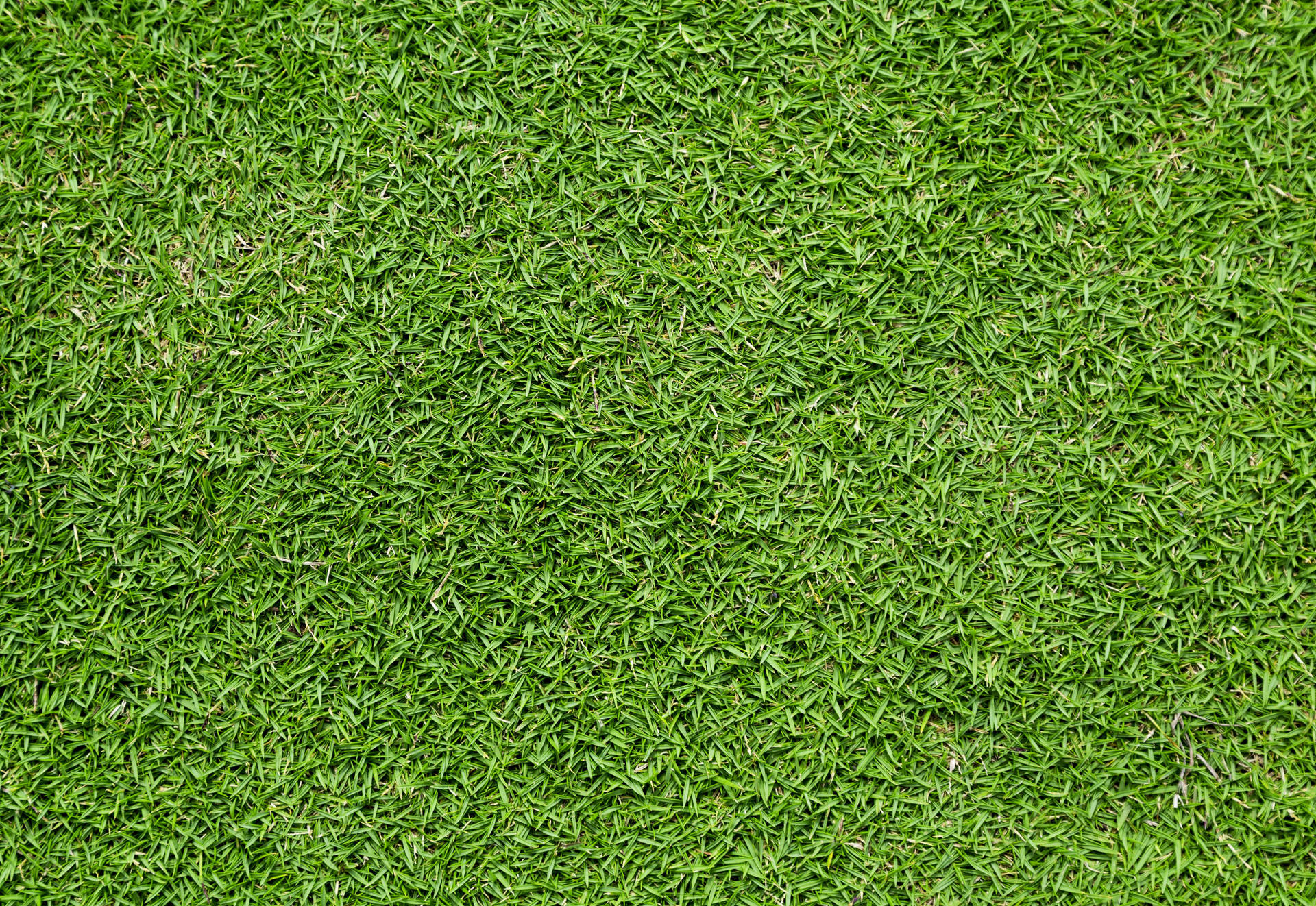 4672X3216 Grass Wallpaper and Background