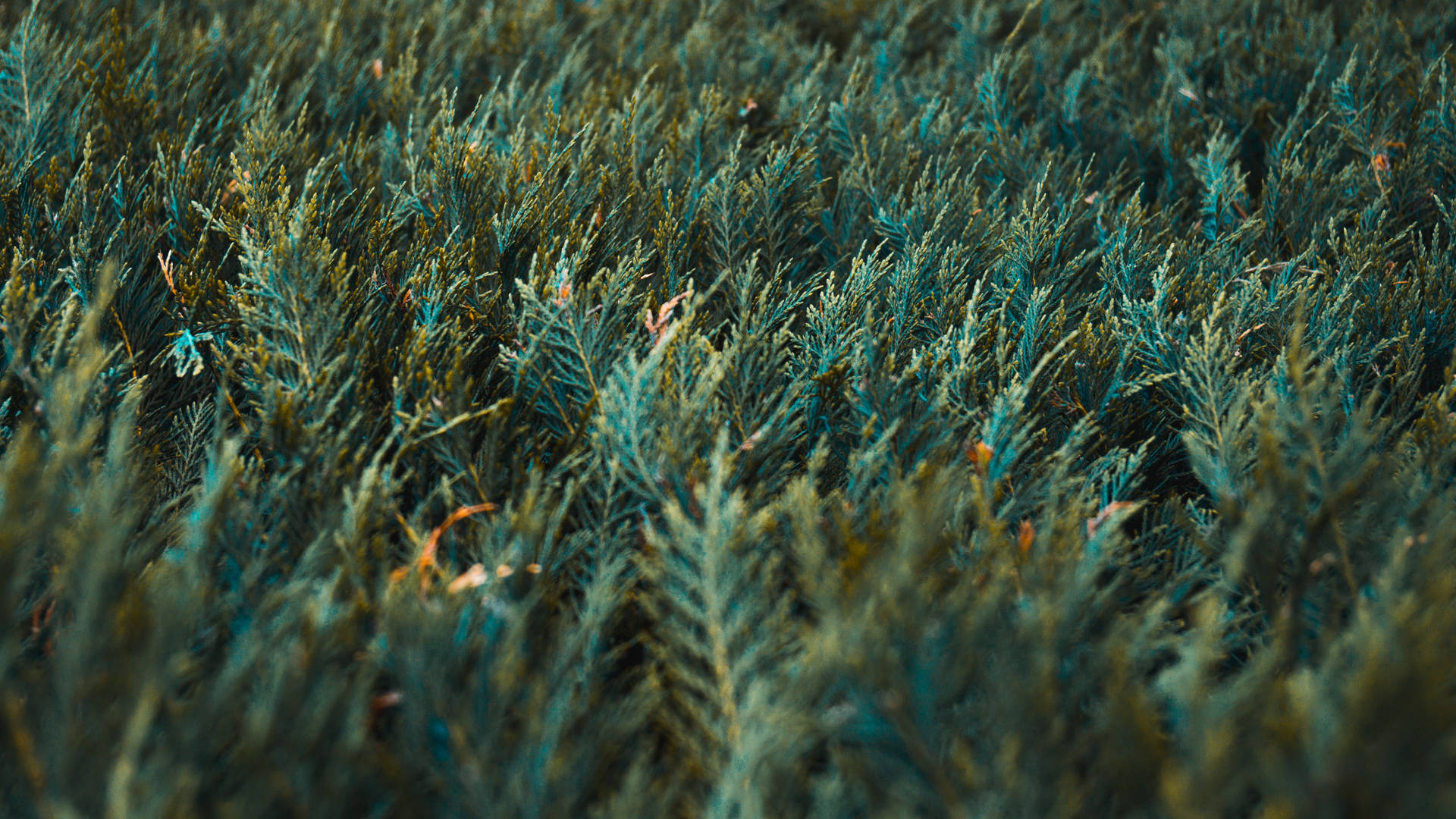 Grass 4682X2634 Wallpaper and Background Image