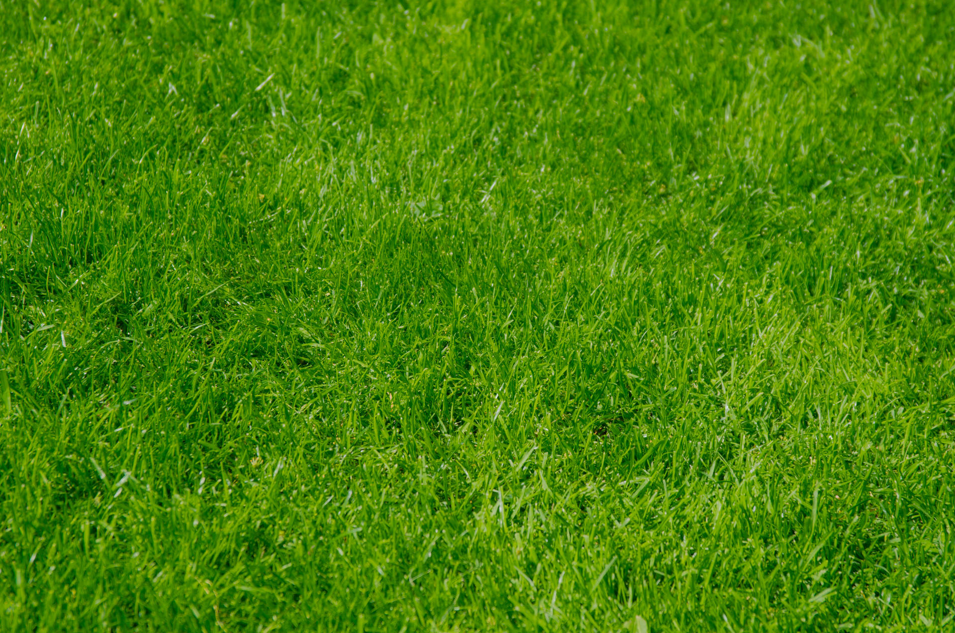 Grass 4928X3264 Wallpaper and Background Image