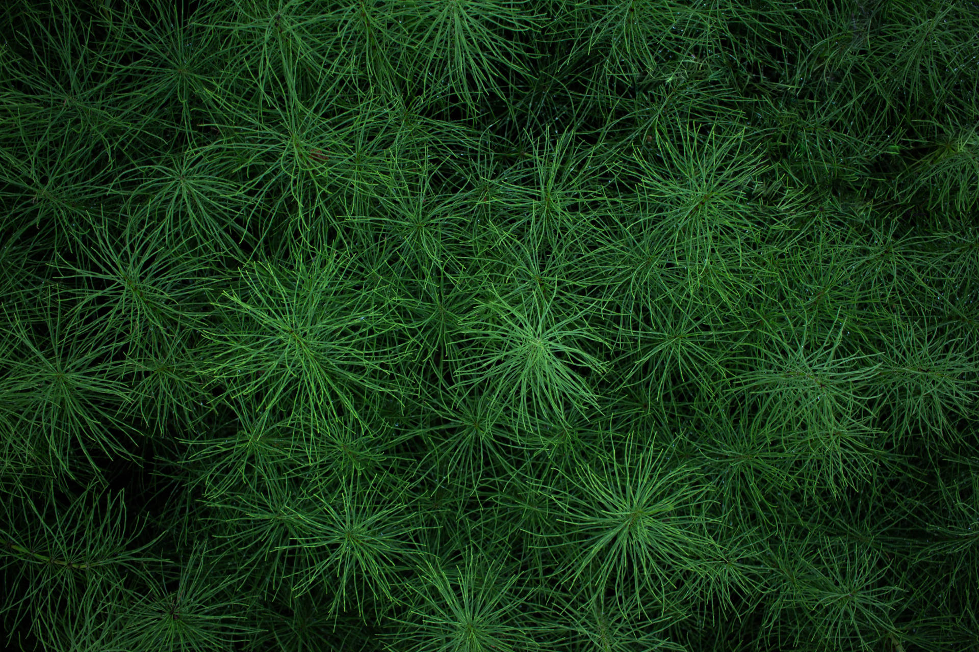 Grass 5184X3456 Wallpaper and Background Image