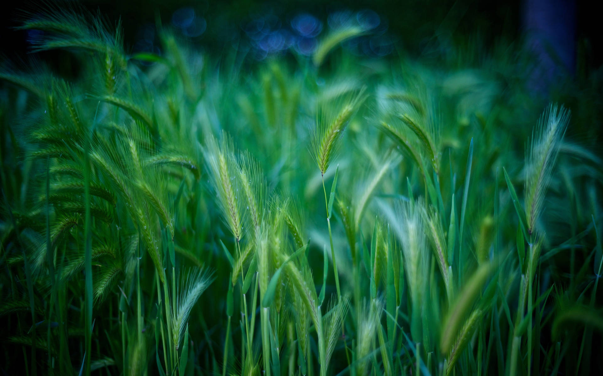 5211X3255 Grass Wallpaper and Background