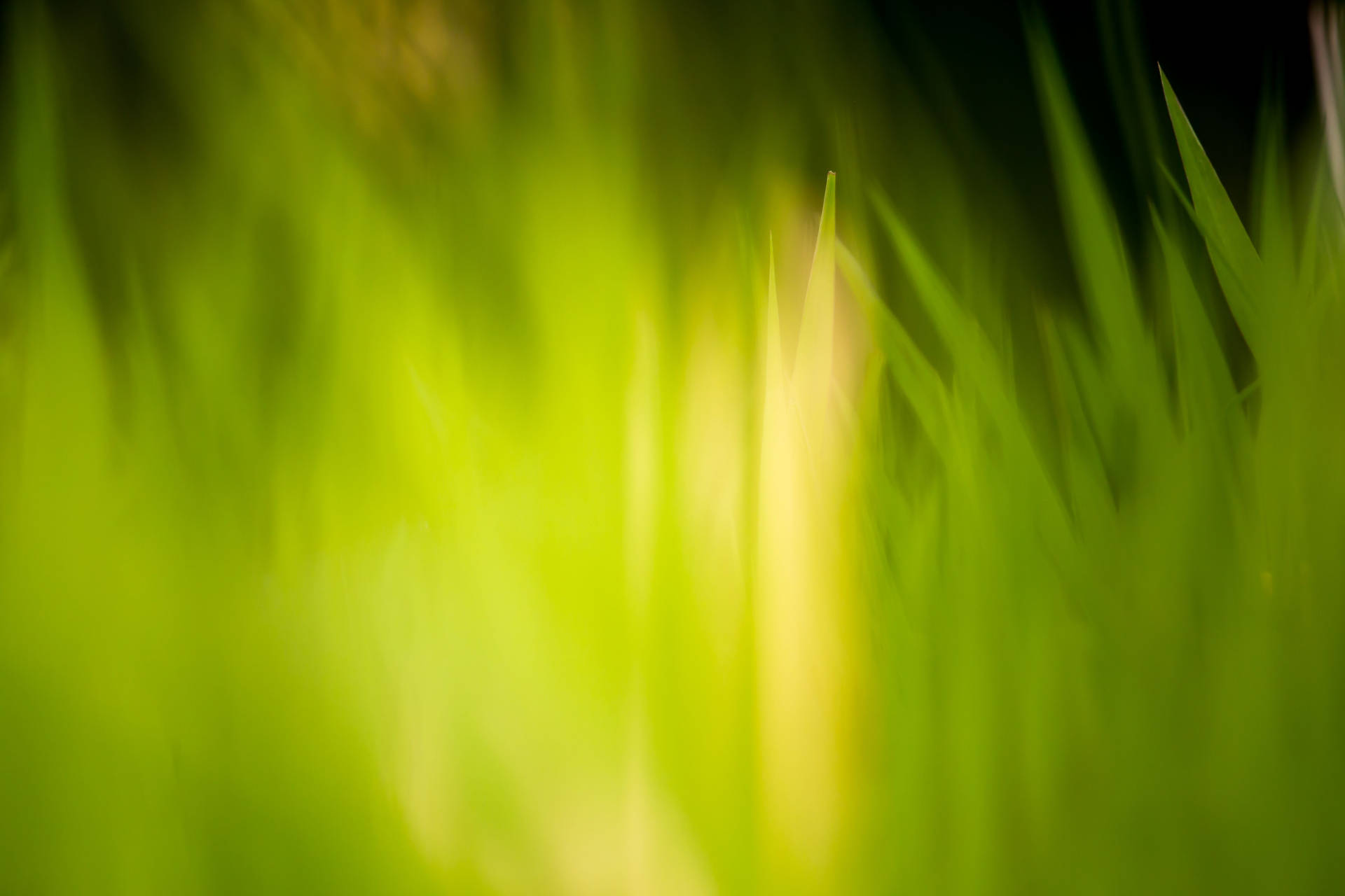 Grass 5472X3648 Wallpaper and Background Image