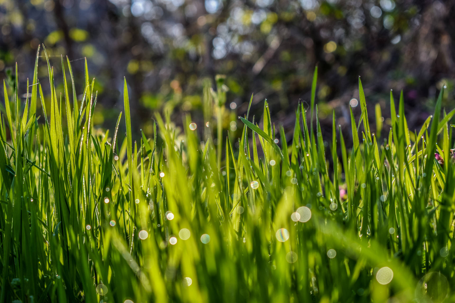 Grass 6000X4000 wallpaper
