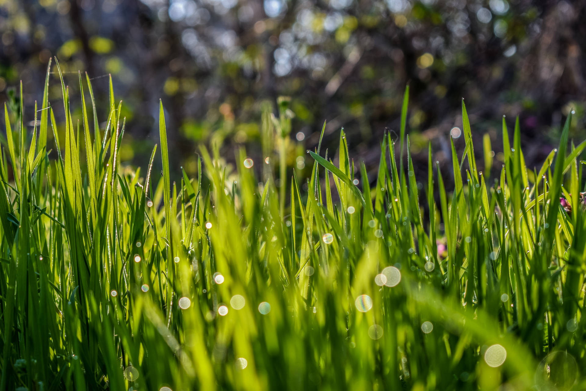 Grass 6000X4000 Wallpaper and Background Image