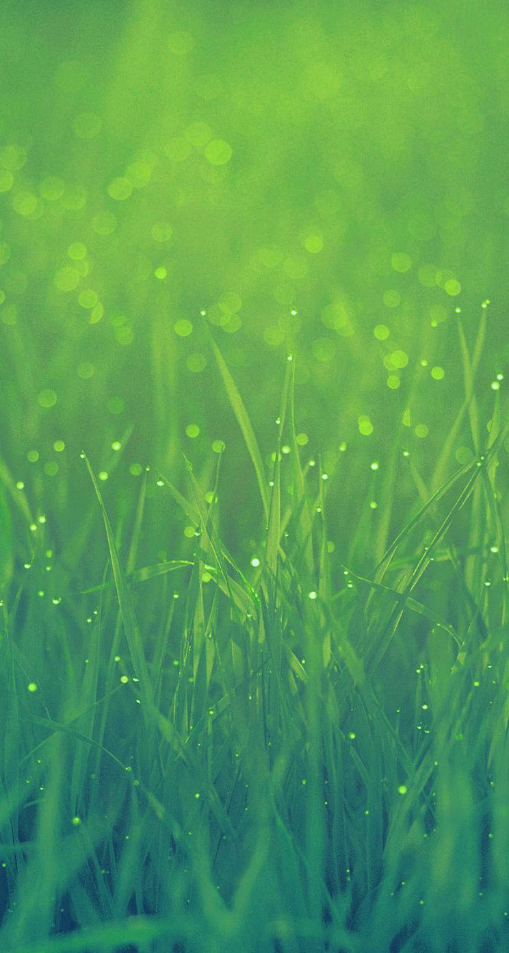 744X1392 Grass Wallpaper and Background
